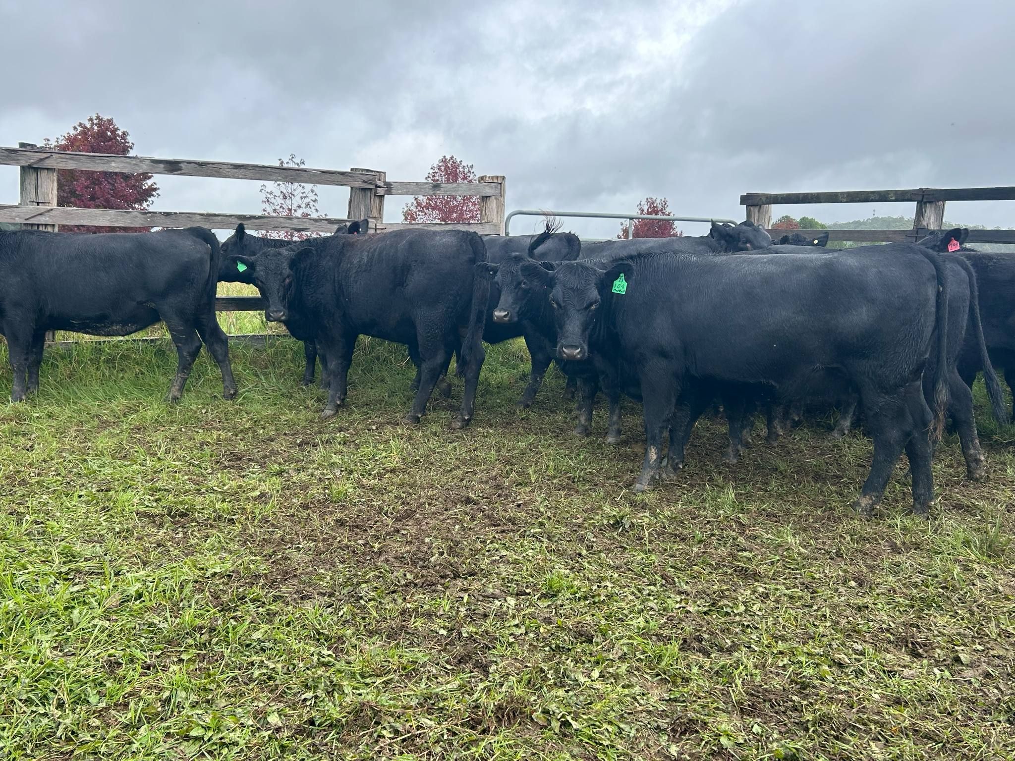 PJN Ag Services, Lowanna, NSW 2450