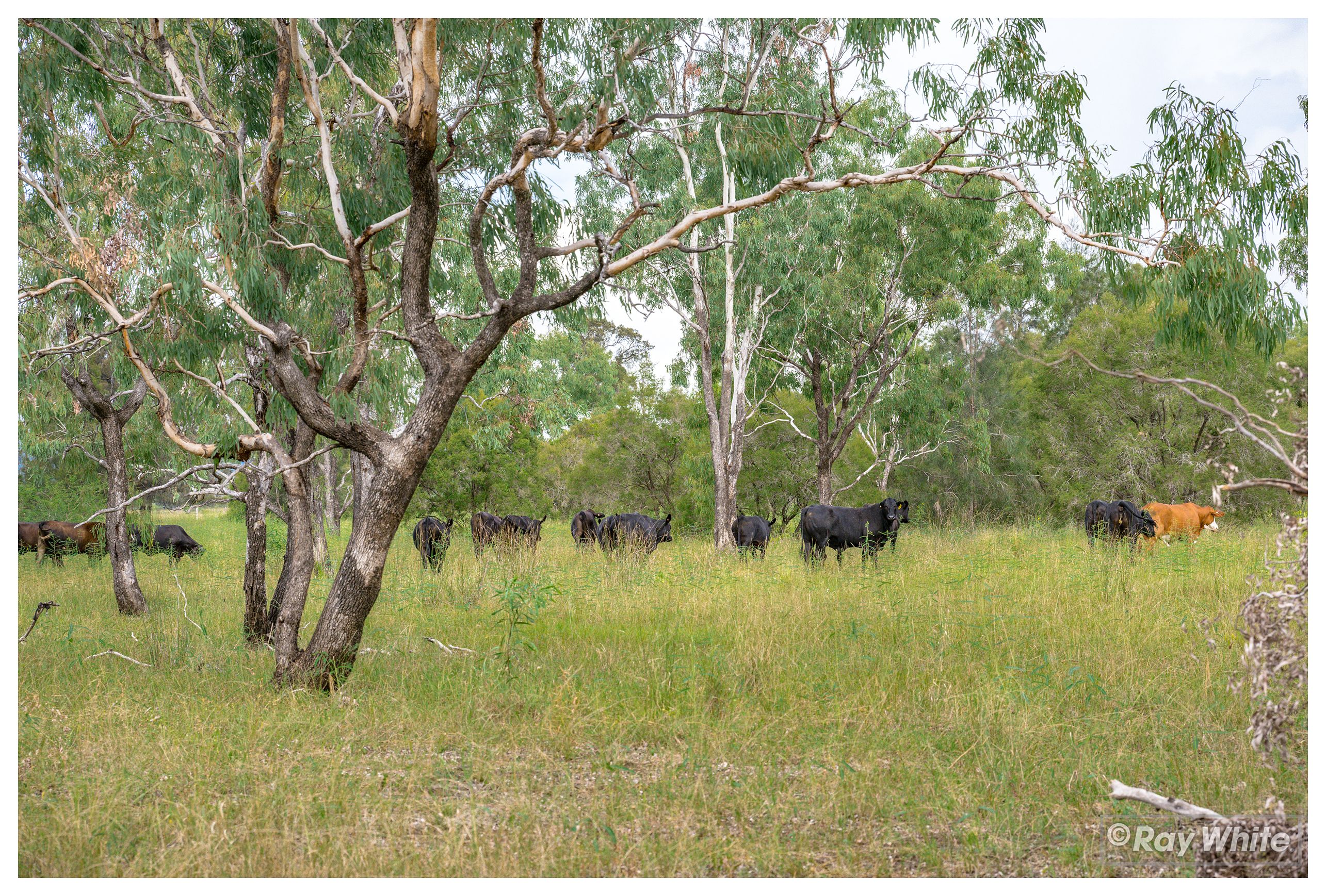 253 Hunt Road, Alton Downs, QLD 4702