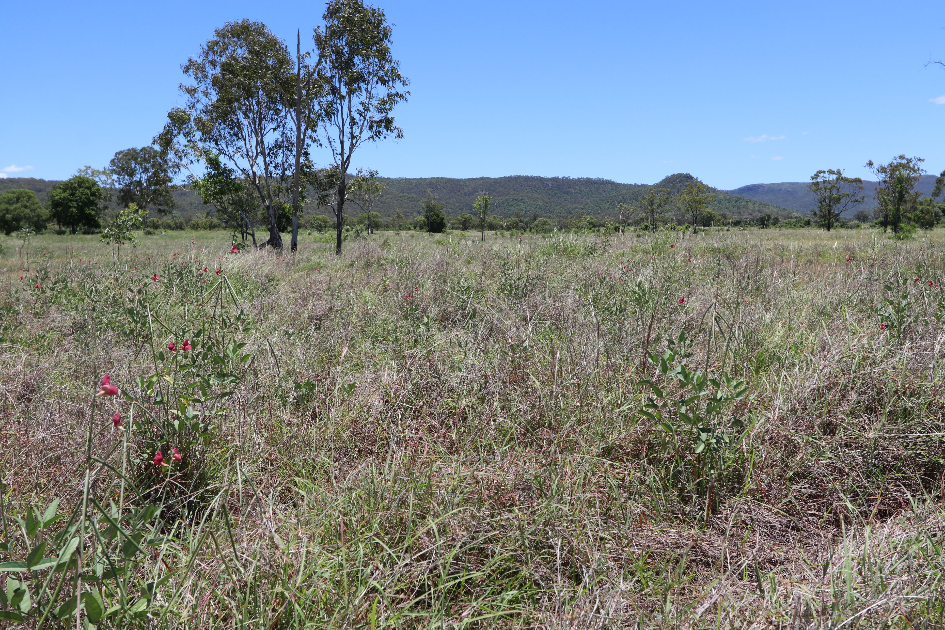 92 Weale Creek Road, Dalma, QLD 4702