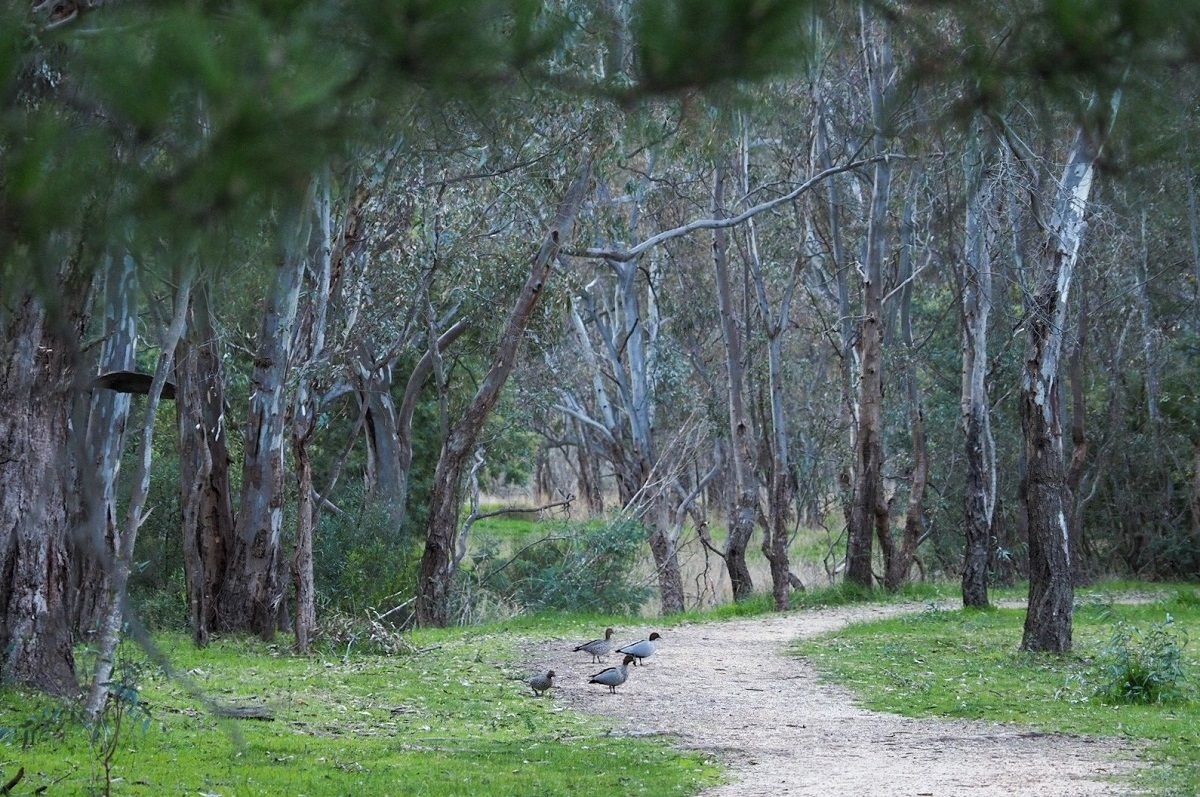 71 Bennett Street, Heathcote, VIC 3523