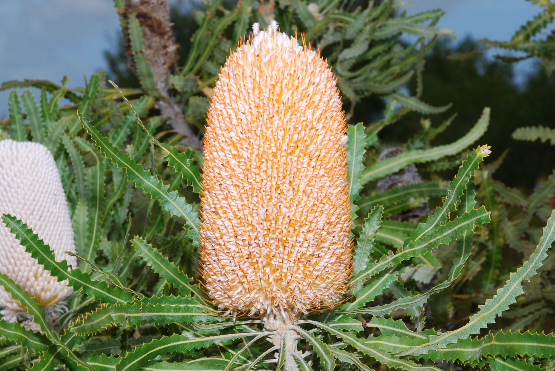 Sold Land - Lot 409 Jurien Bay Vista, Jurien Bay, WA 6516