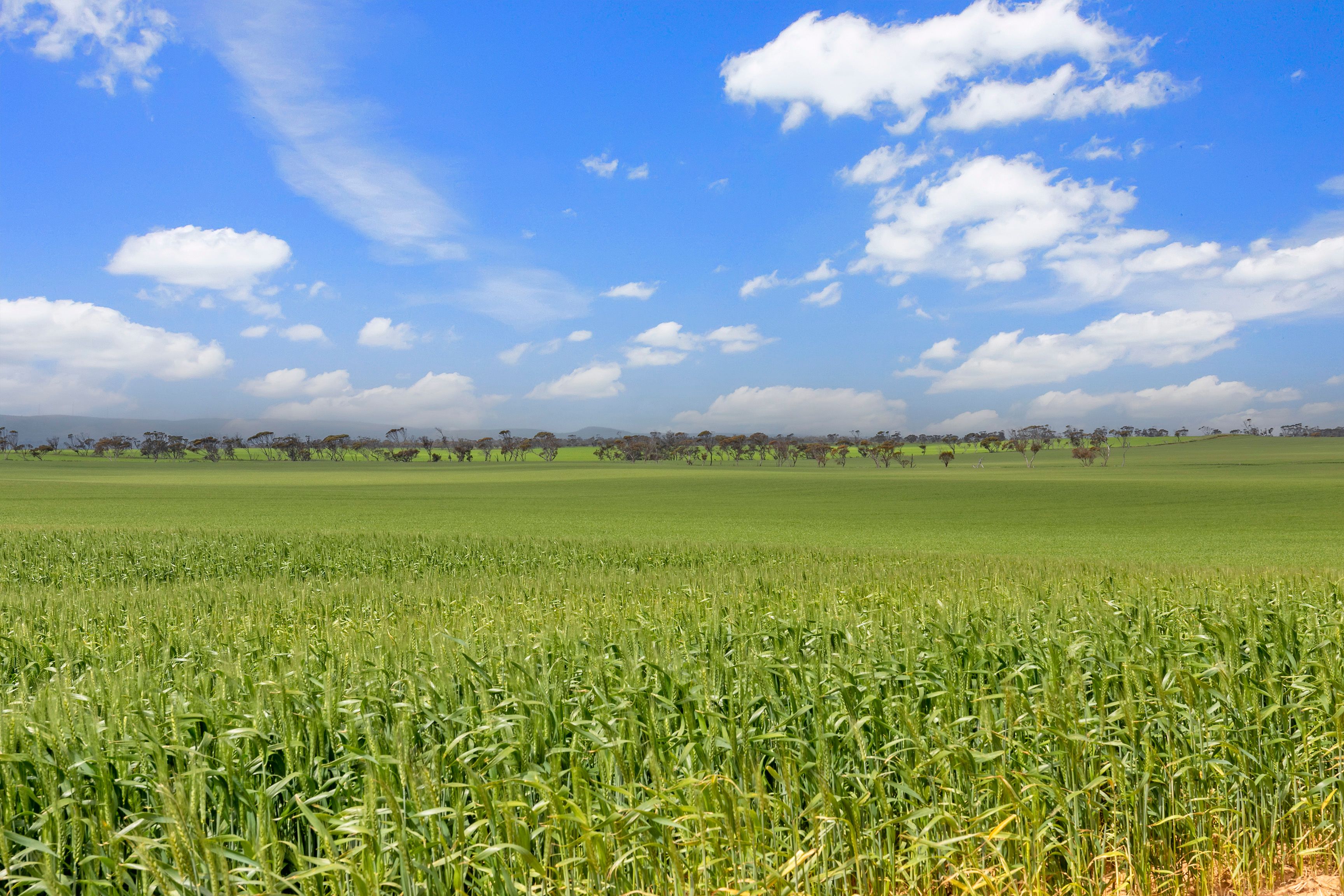 'Youngs' Spencer Highway, Ward Hill, SA 5522