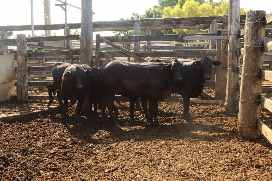 GRACEMERE, QLD 4702