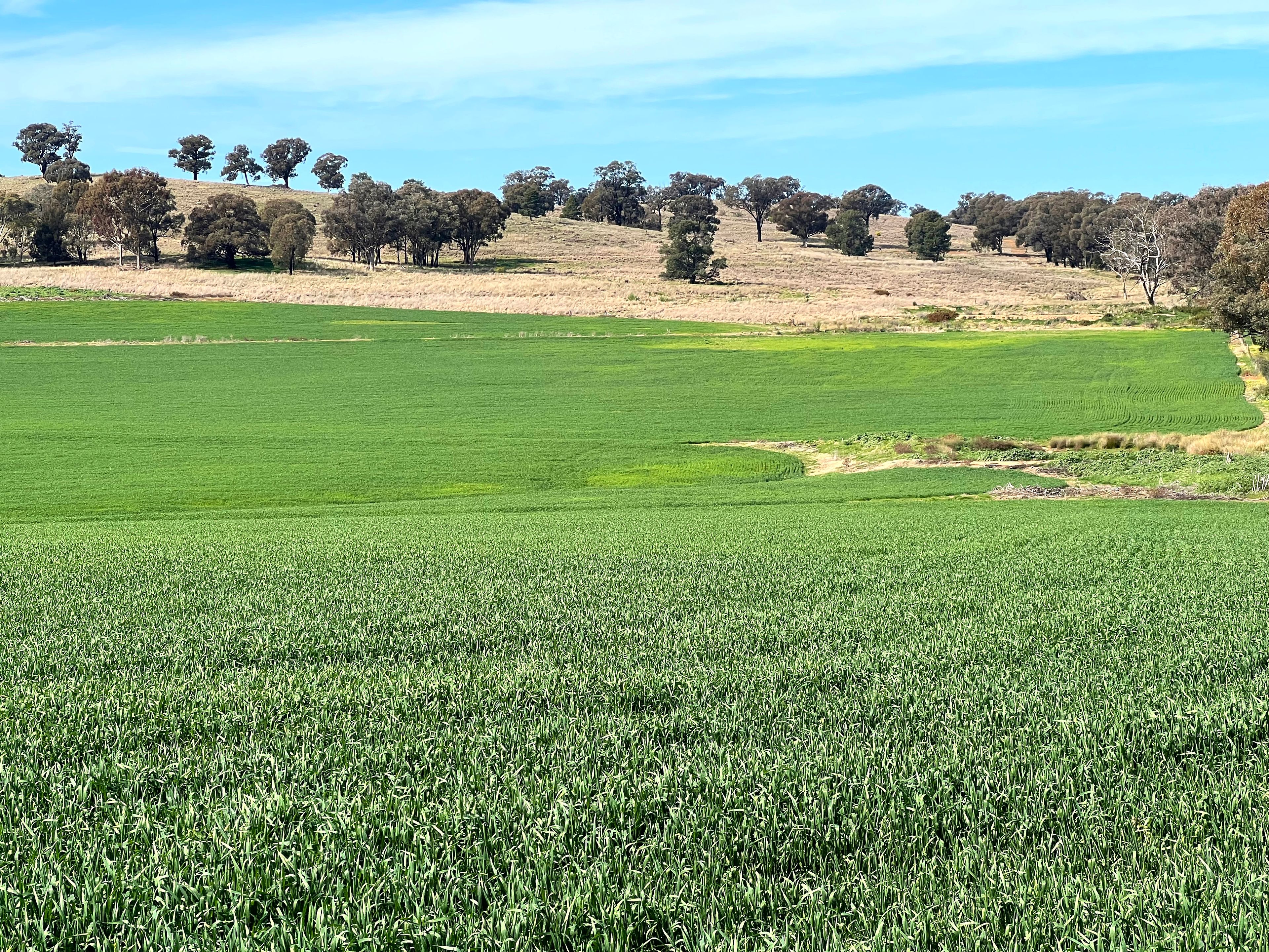 Part 147 Manganese Road, Grenfell, NSW 2810 Rural Mixed Farming