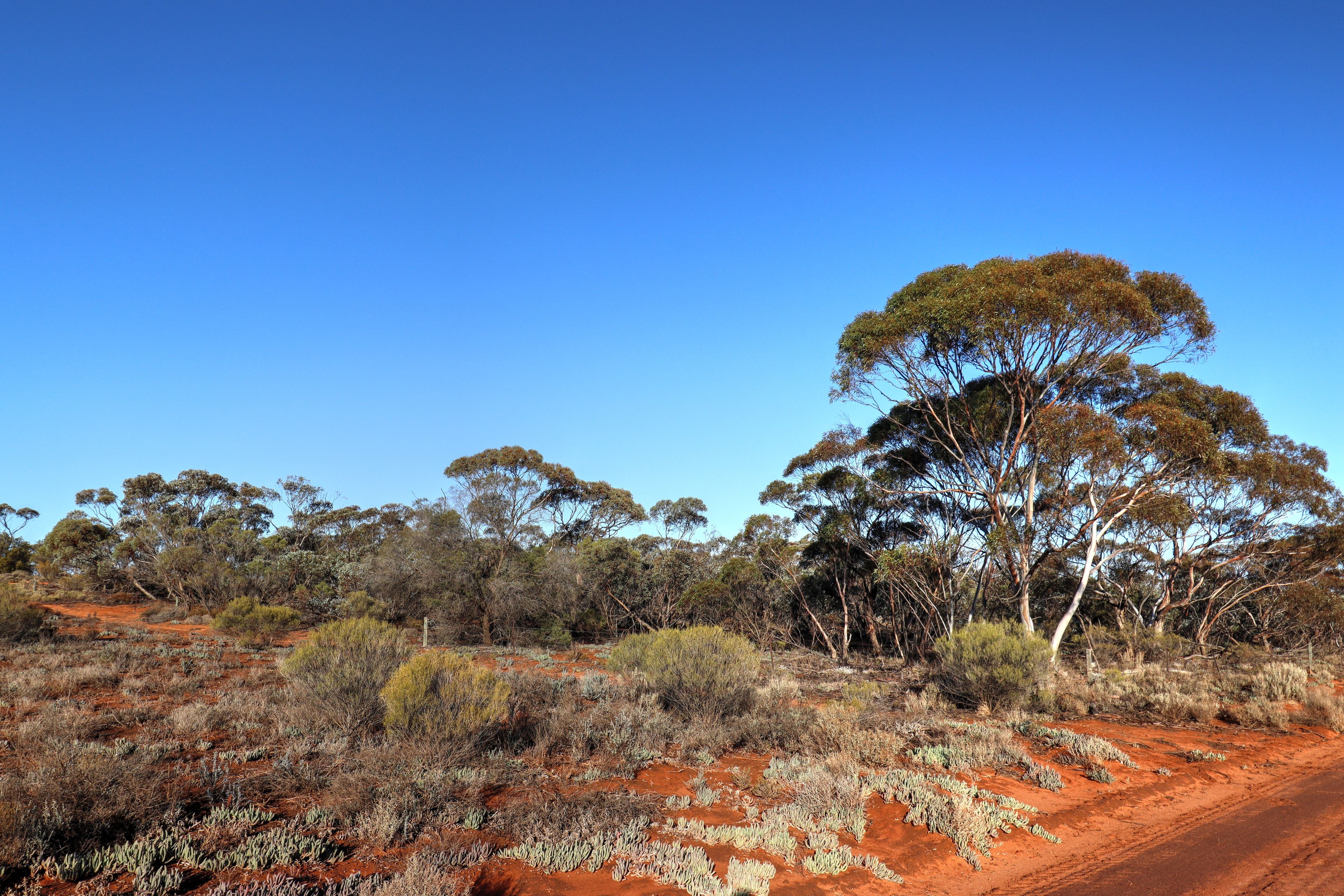 Lot 964 Warnecke Road, Monash, SA 5342