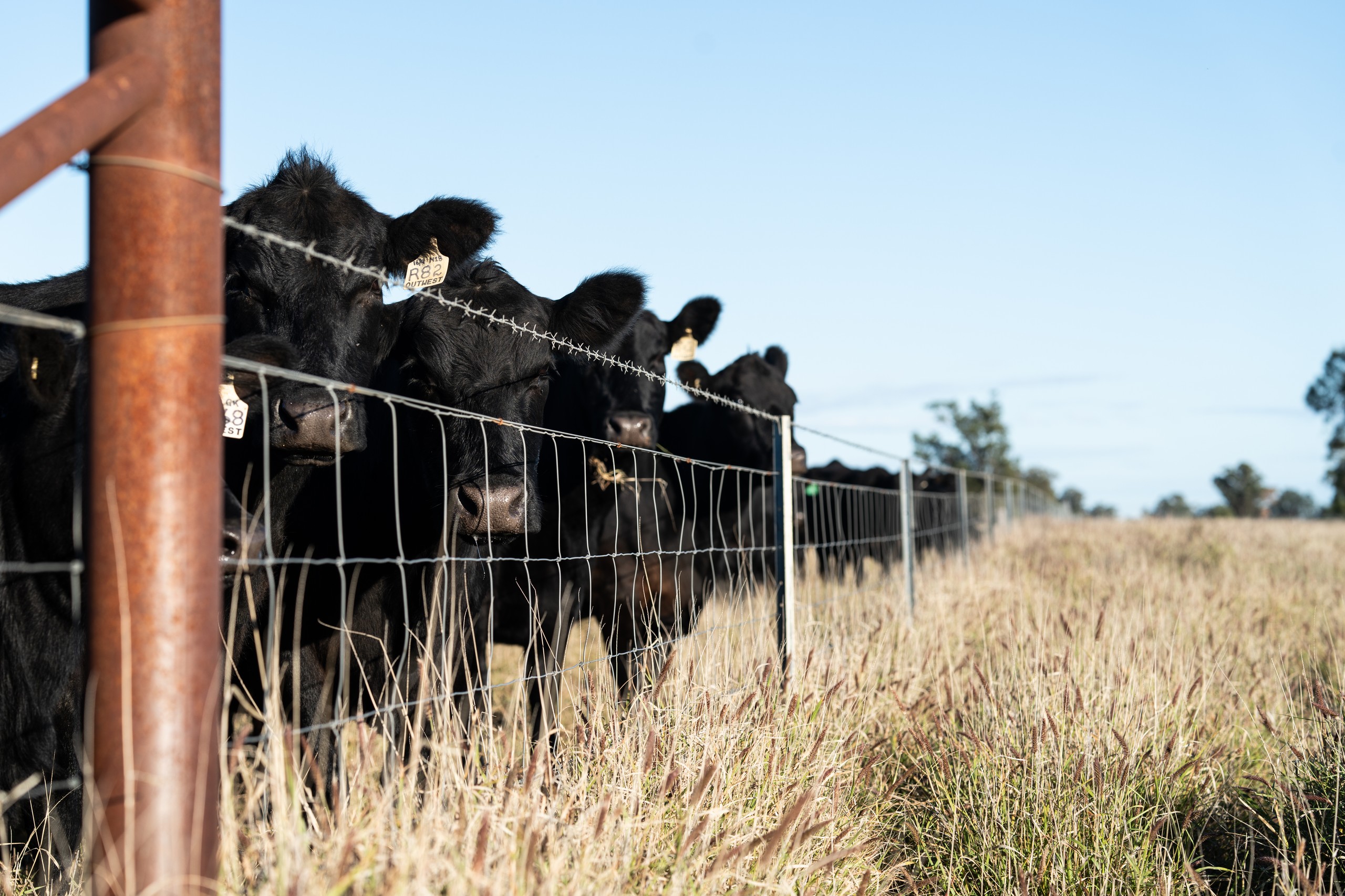 Sandhurst/3769 Quambone Road, Coonamble, NSW 2829