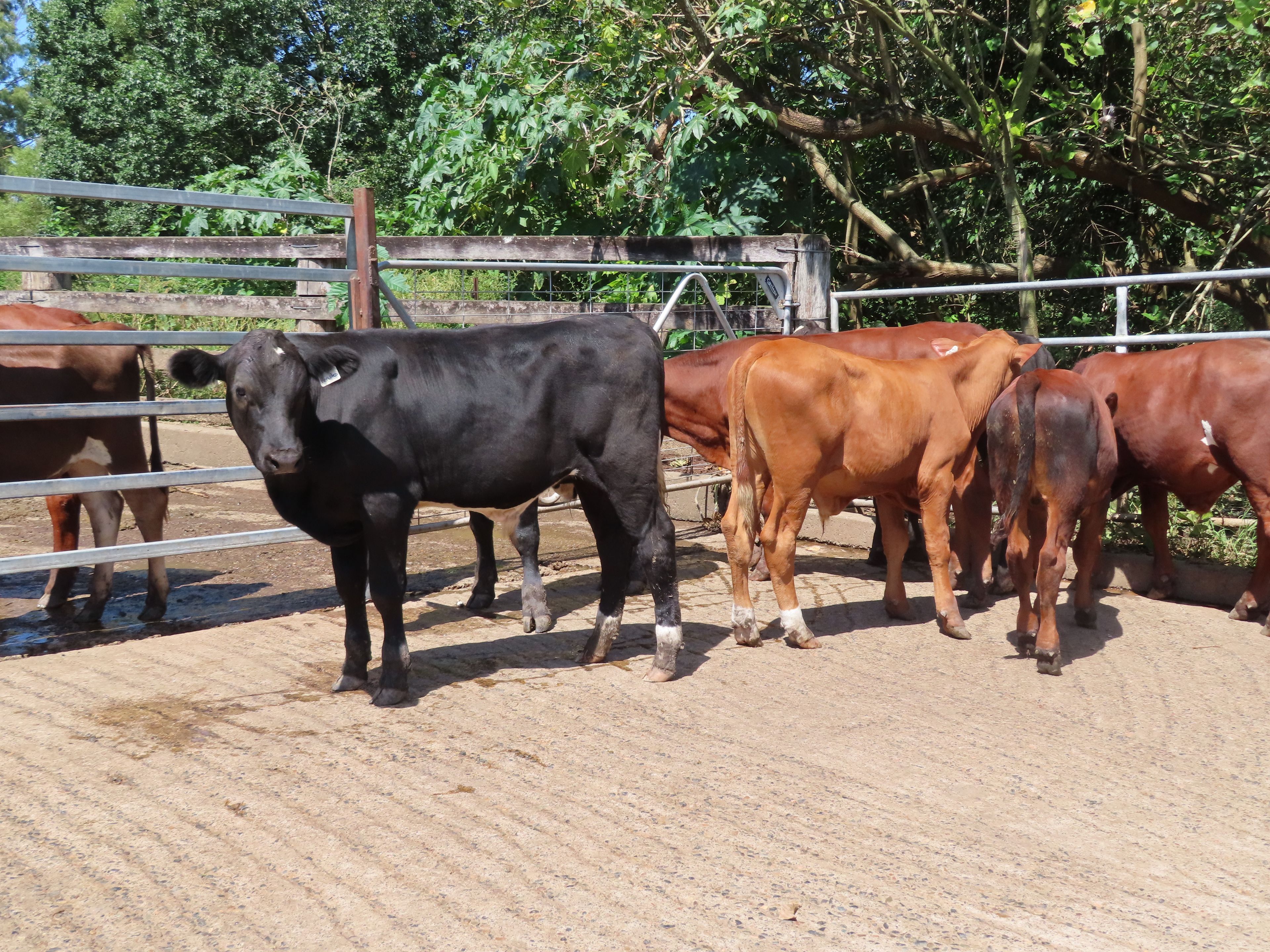 Fernley Farms, KEMPSEY, NSW 2440