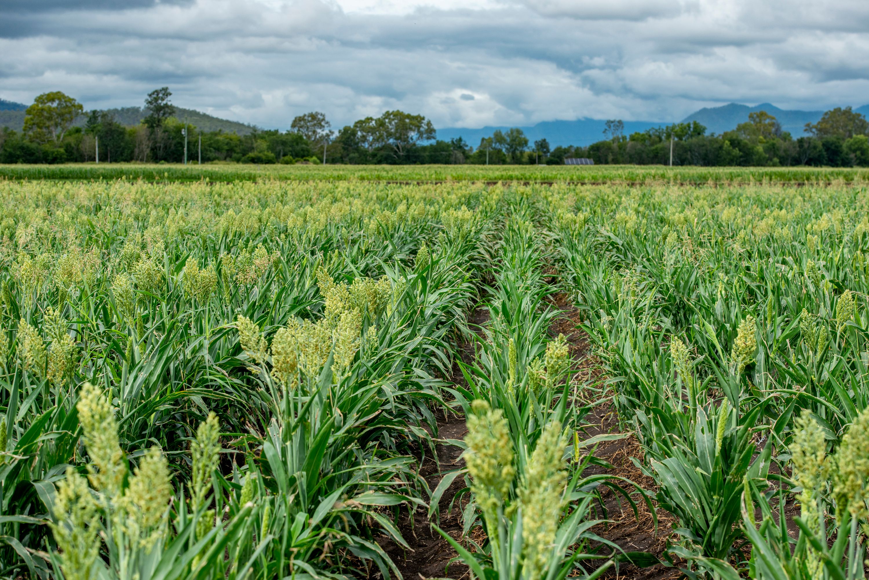 "Gills Farm" 9 11 Mulgowie Road, Laidley, QLD 4341 Sold Rural