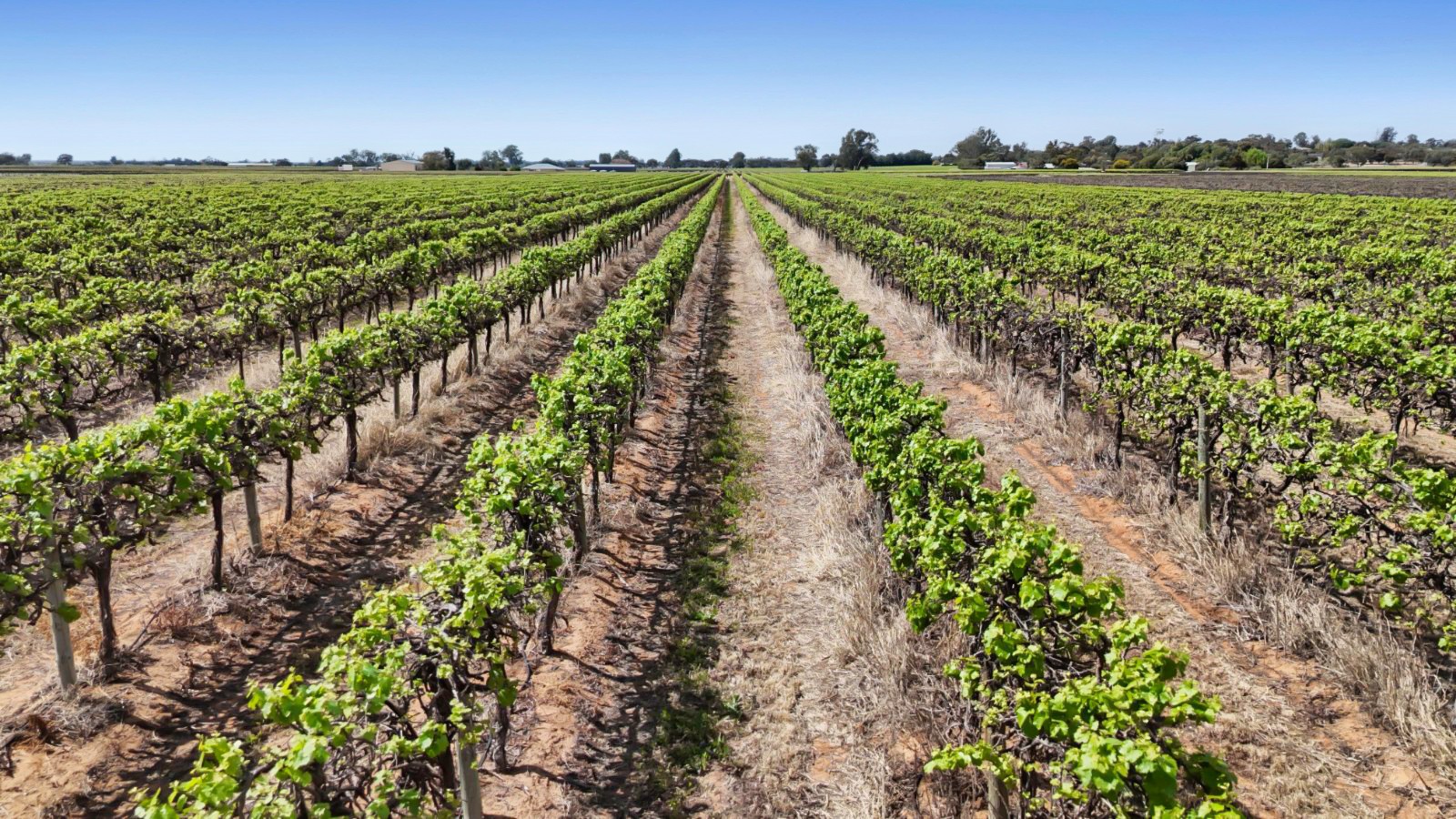 Lot 22 Brand Road, Cobdogla, SA 5346