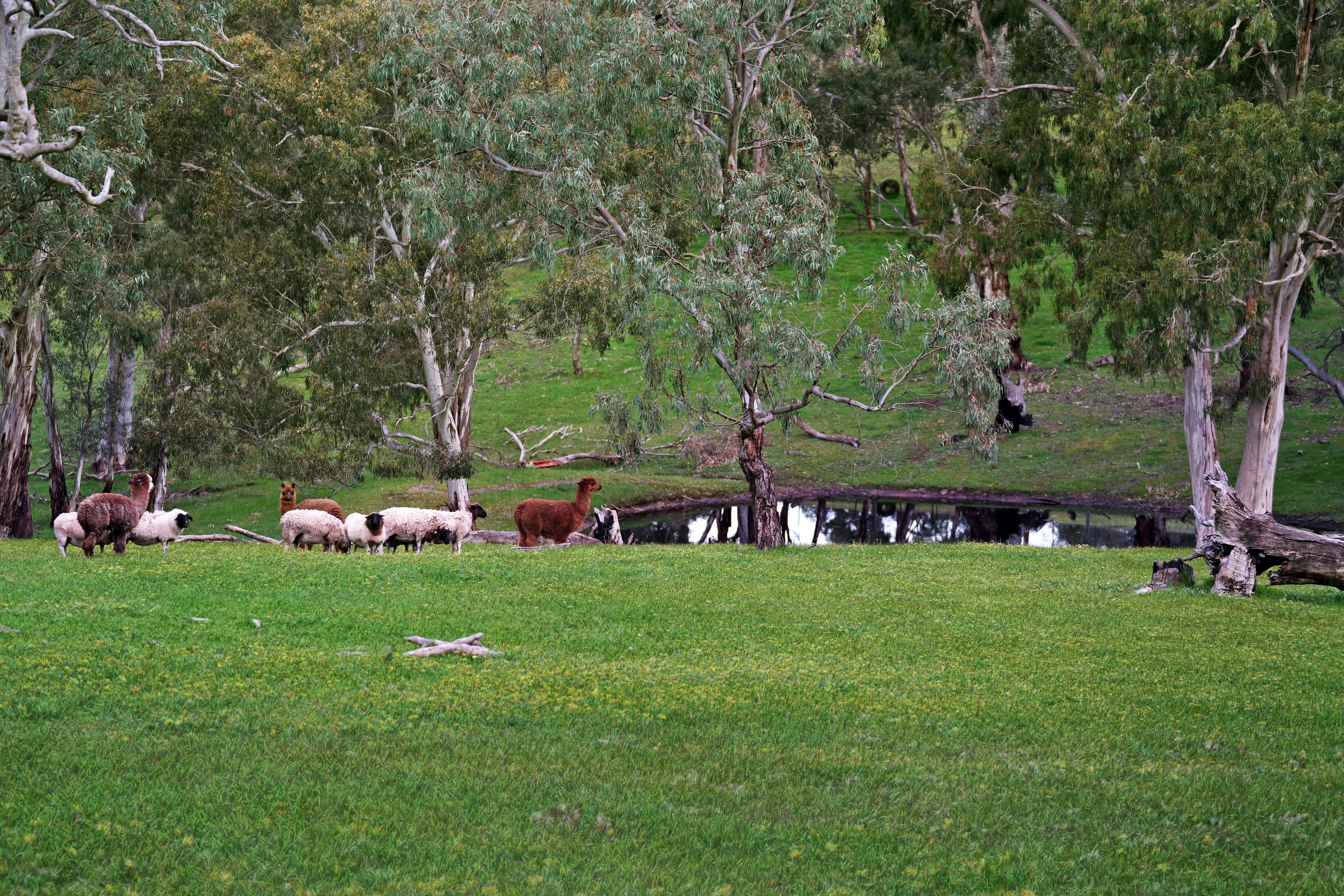 152 Karwin Road, Humbug Scrub, SA 5114