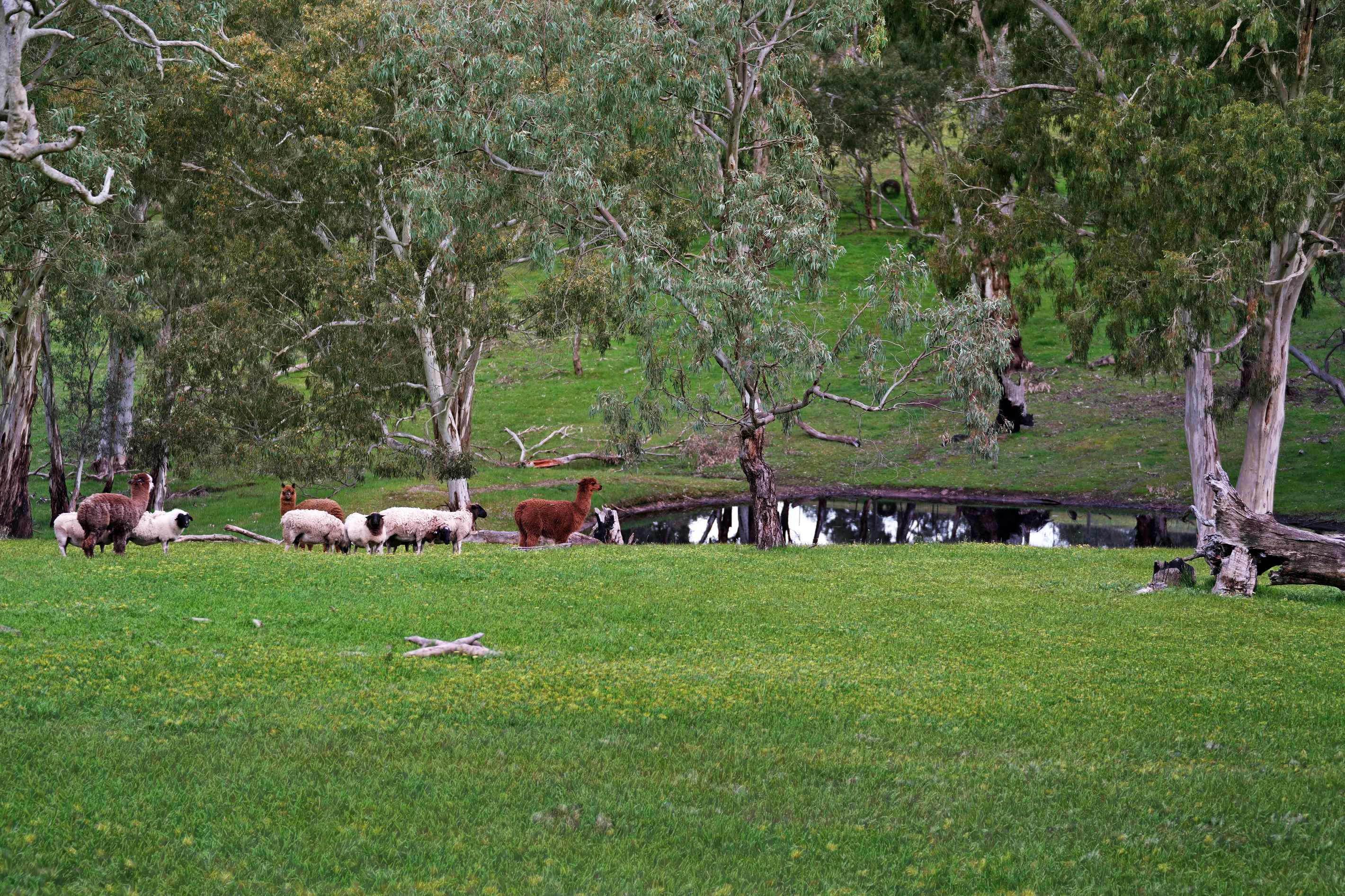 152 Karwin Road, Humbug Scrub, SA 5114