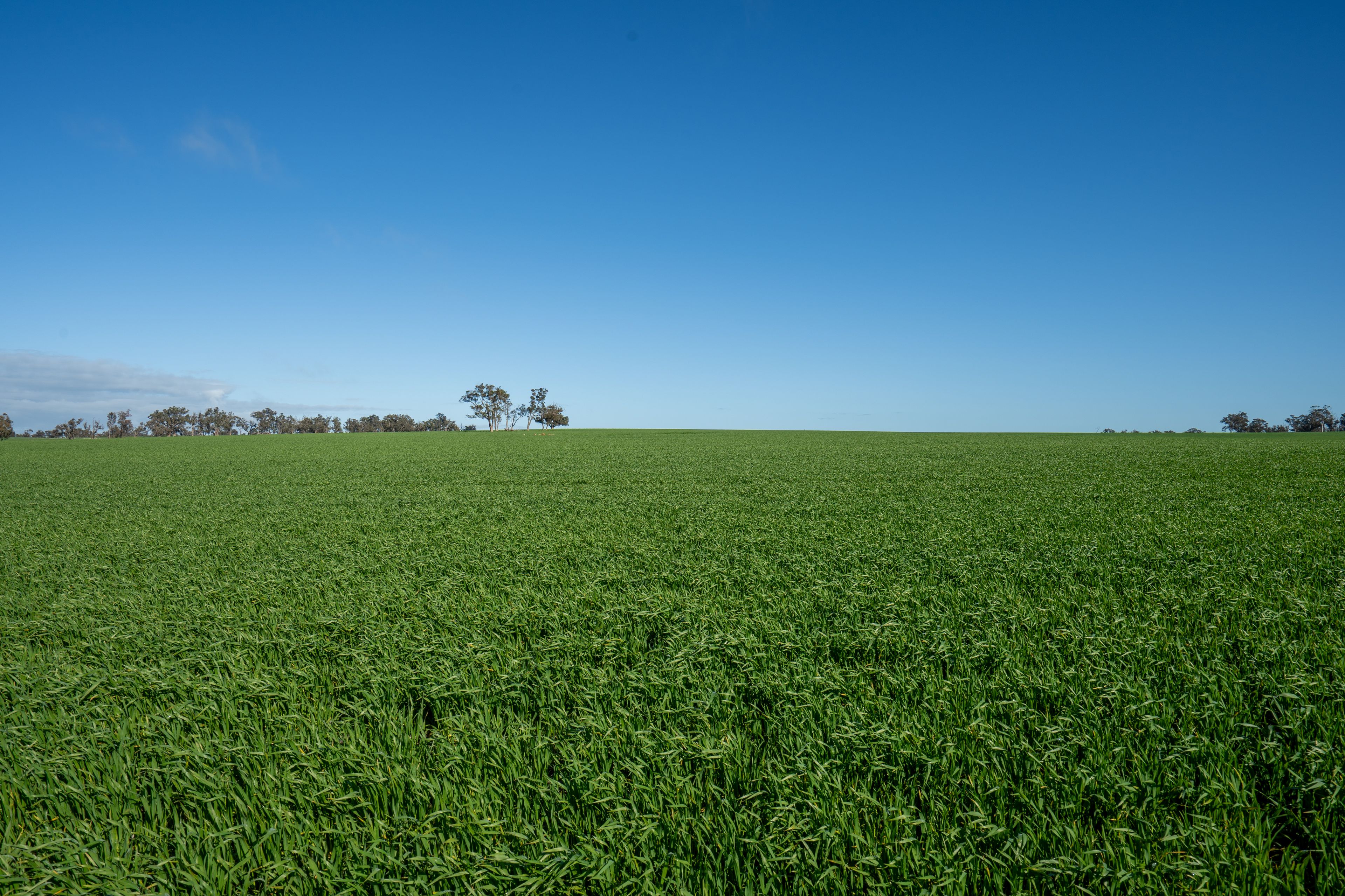 Glenrowan 209 Washington Road, Katanning, WA 6317