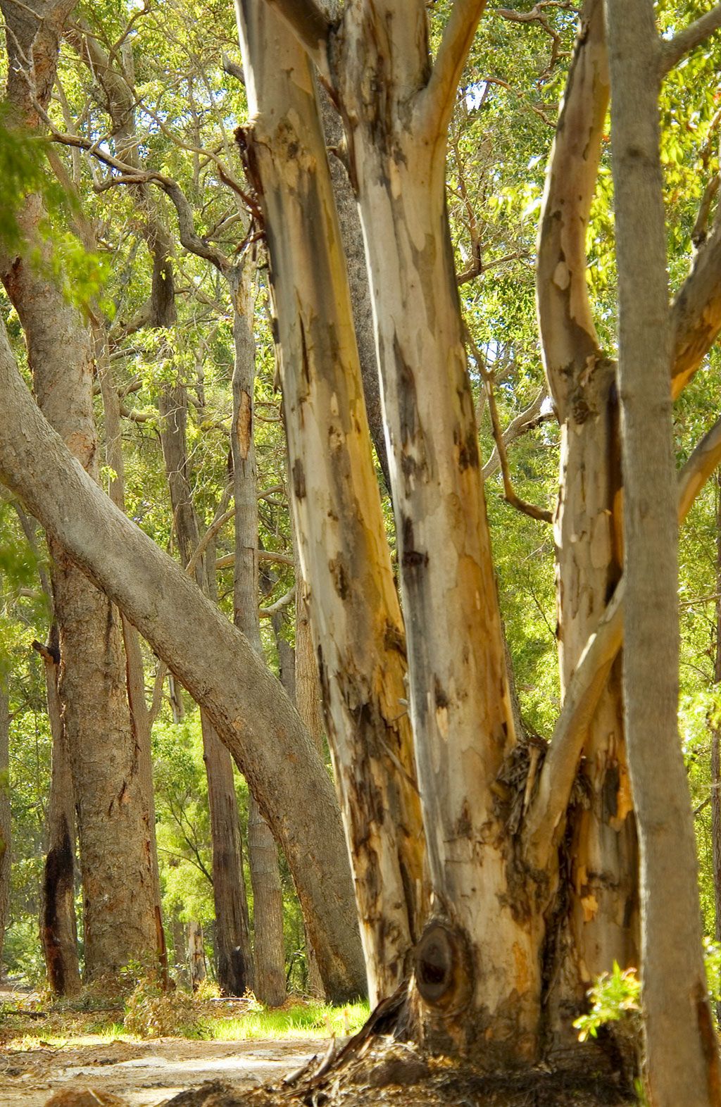 PL 218 Parkwater Estate, 'The Grove', Cowaramup, WA 6284 Land for