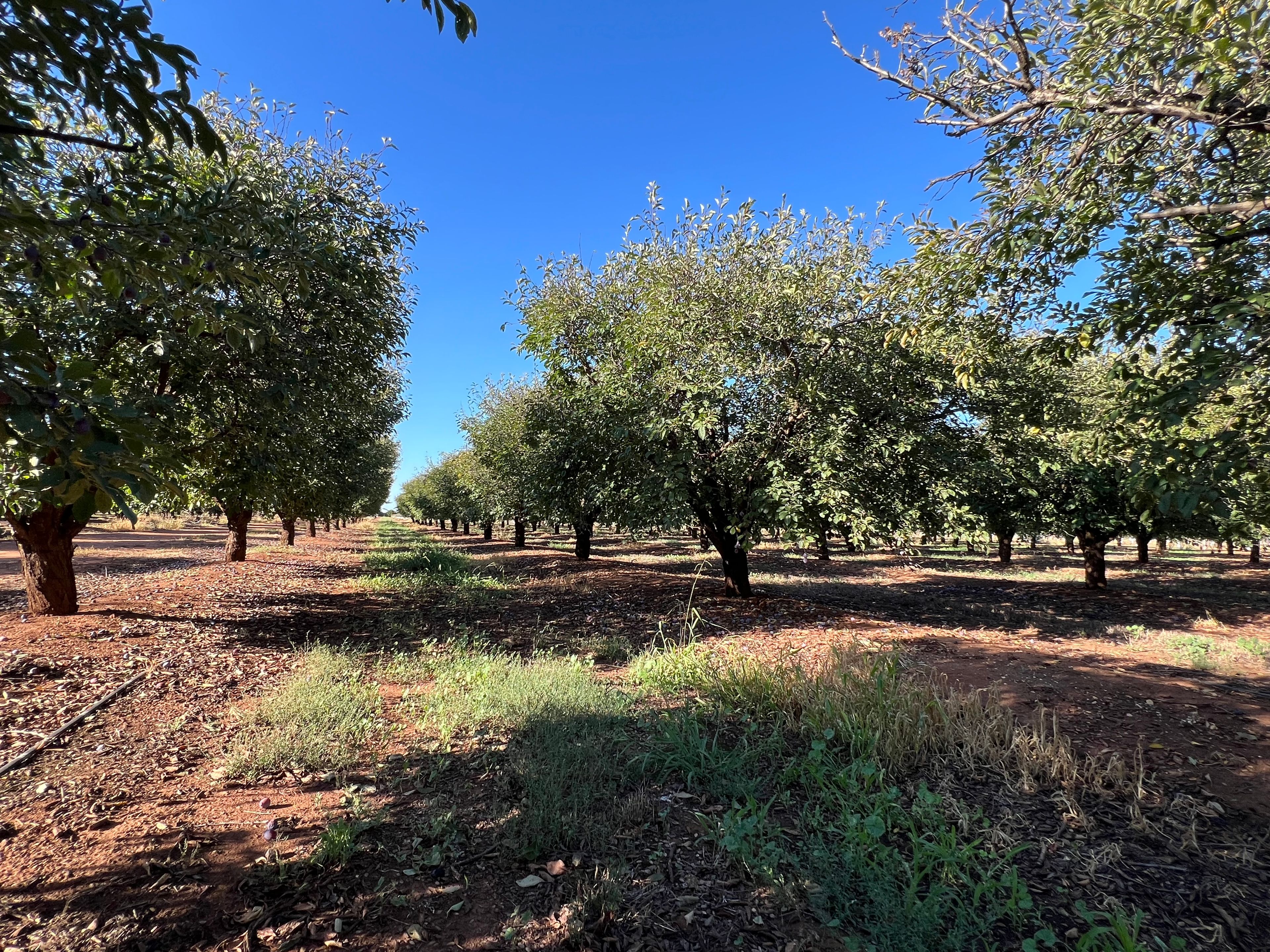 Hanwood, NSW 2680 Rural Horticulture Property for Sale Ray White