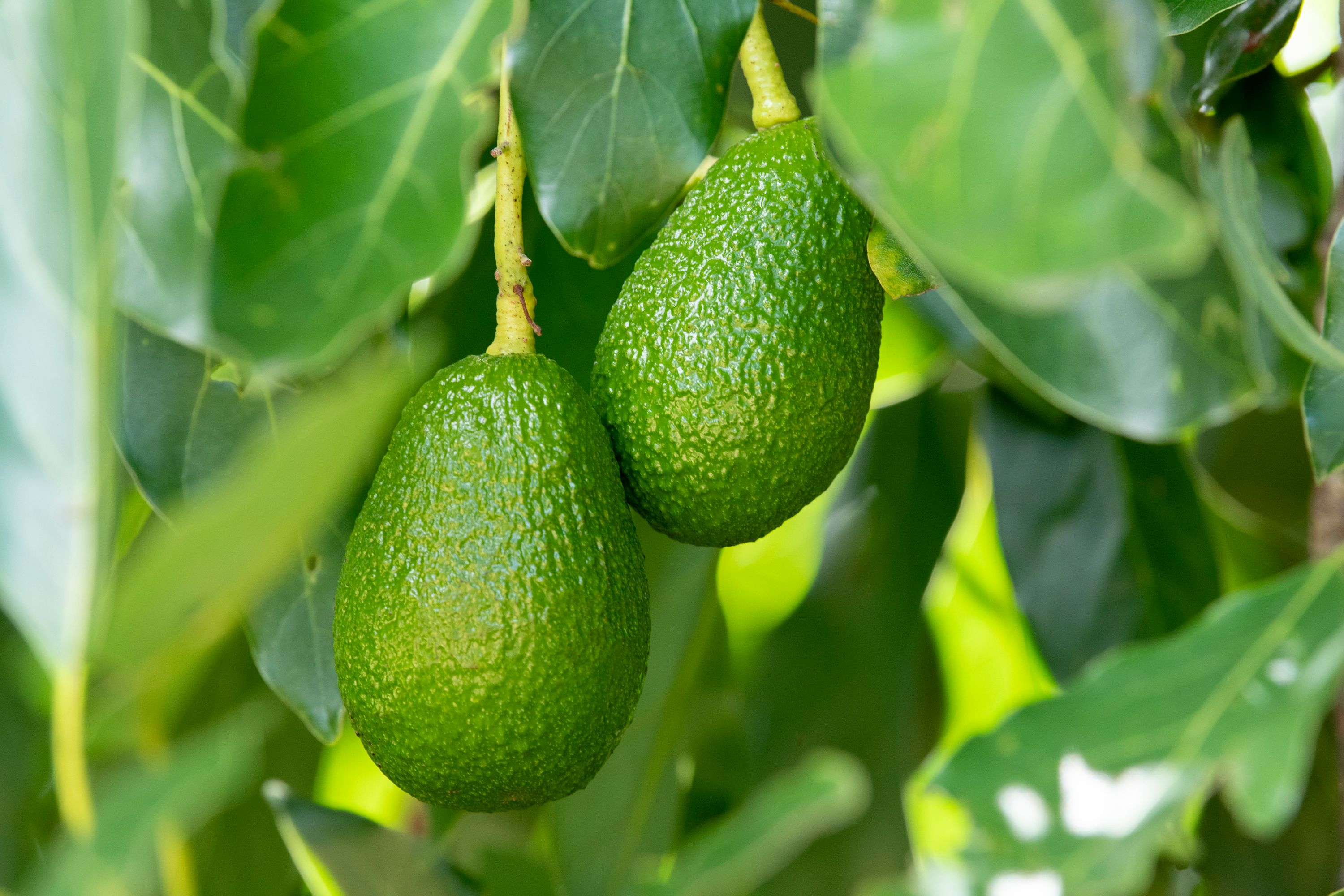 1474 New England Highway, Upper Yarraman, QLD 4614