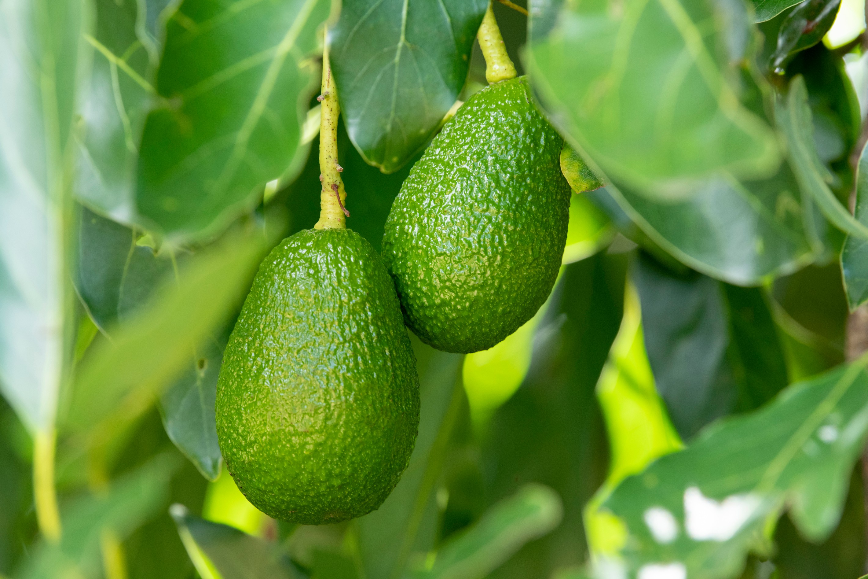 1474 New England Highway, Upper Yarraman, QLD 4614