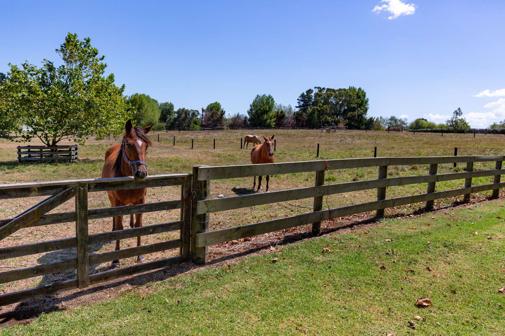 40 Matheson Way photo 22