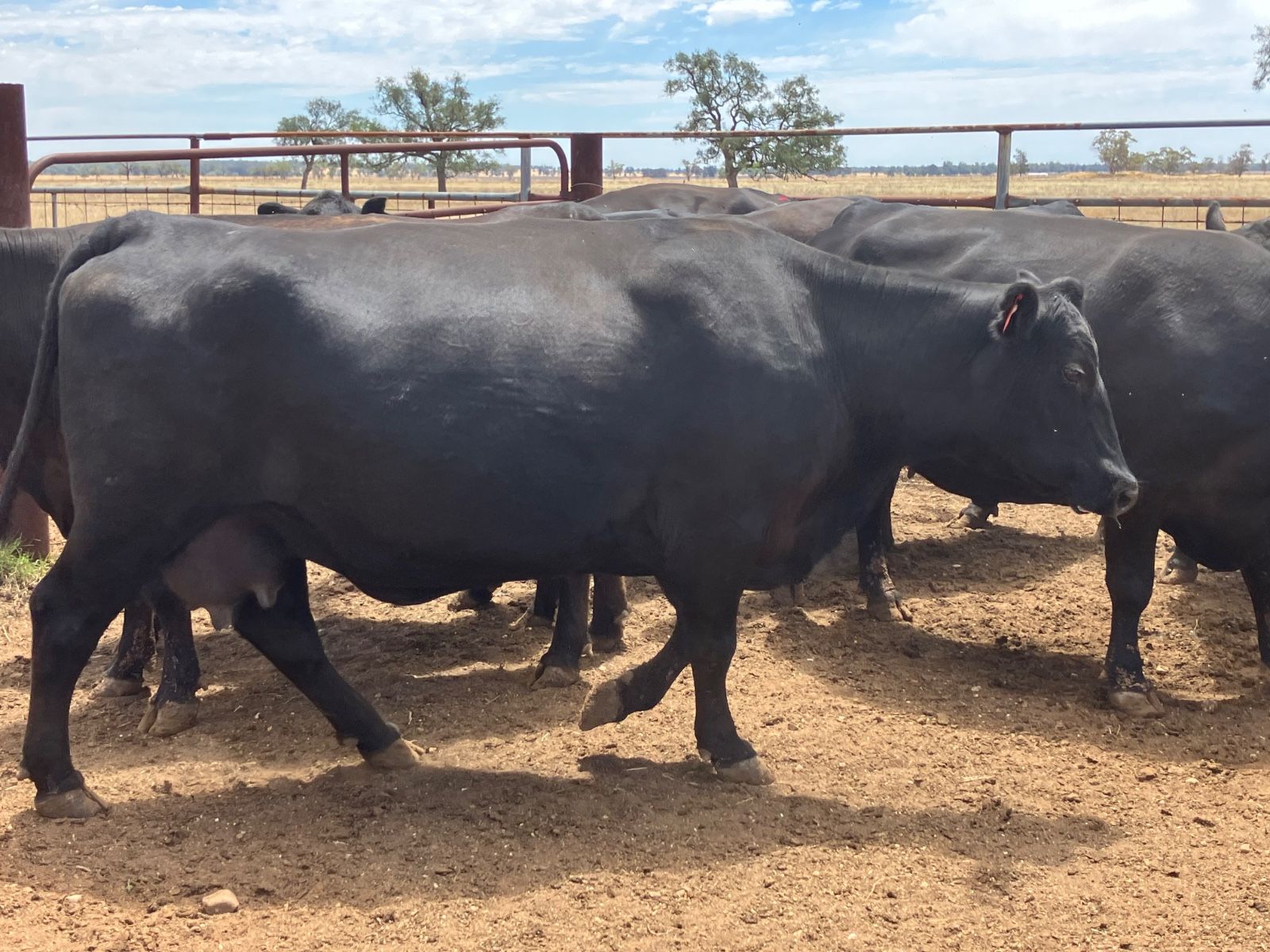 Gilgandra, NSW 2827