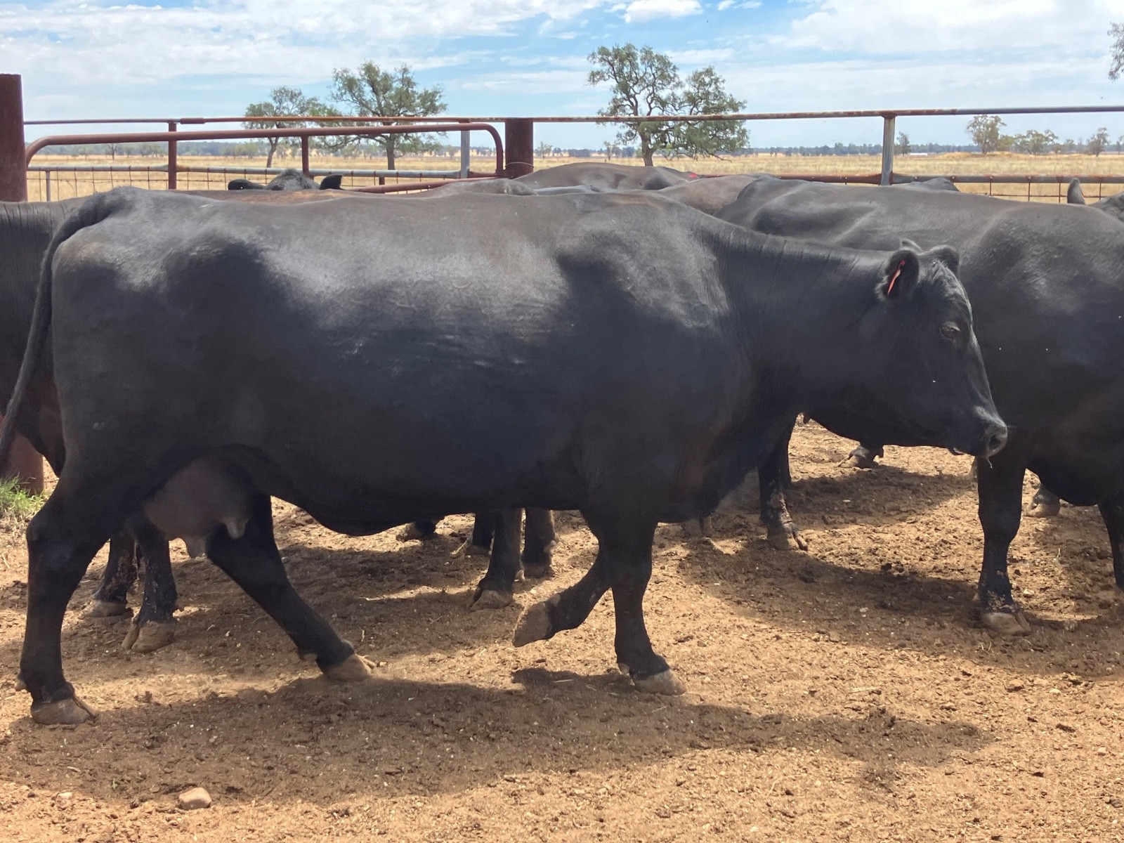 Gilgandra, NSW 2827