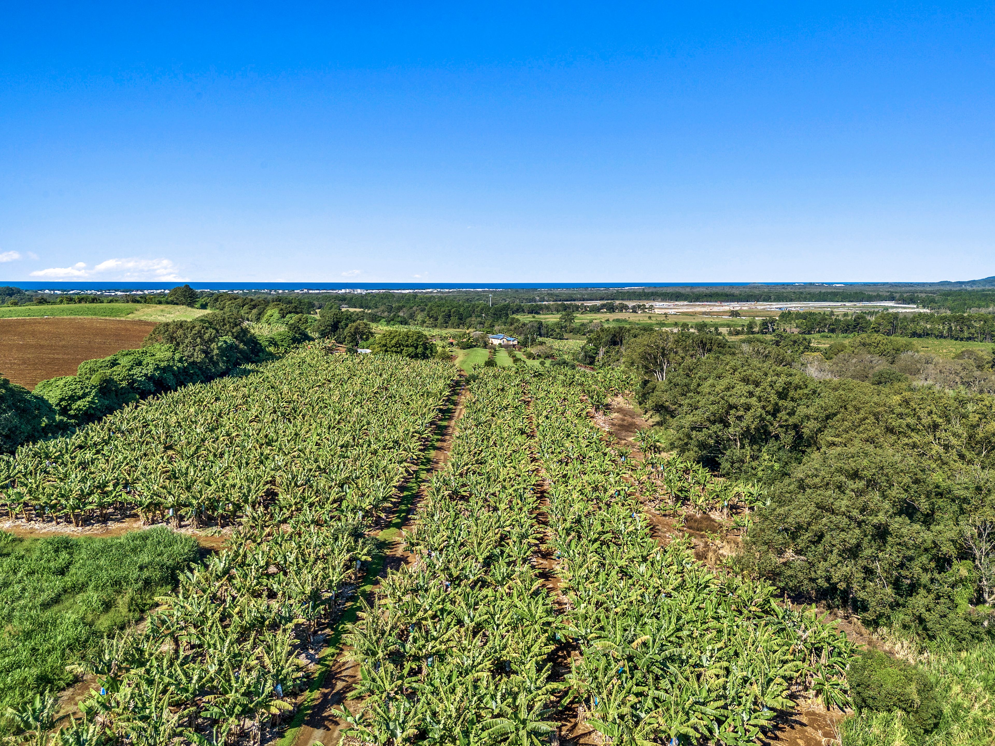 95 Reardons Road, Cudgen, NSW 2487 Rural Cropping Property for Sale