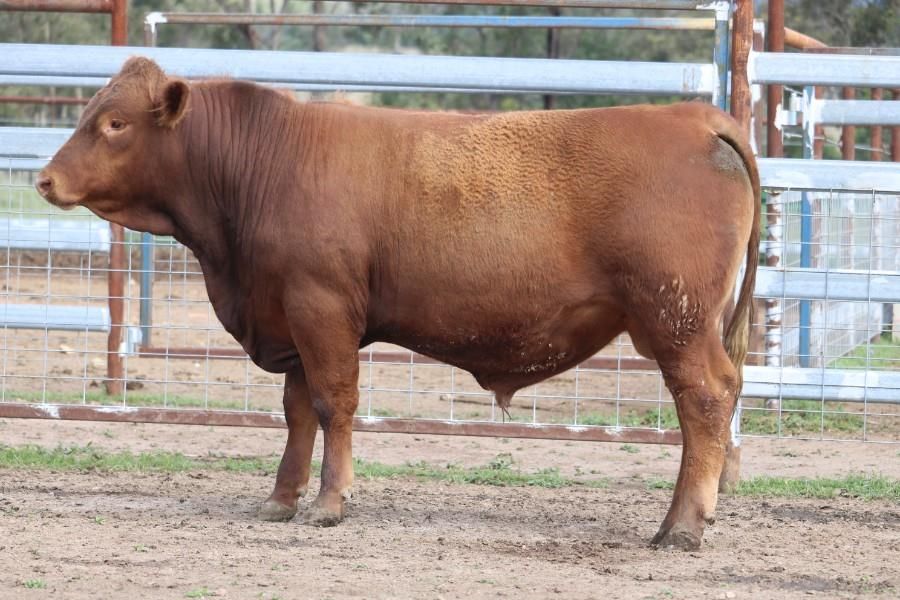 Ray White Rural & Livestock • , Texas, QLD – Livestock for Sale