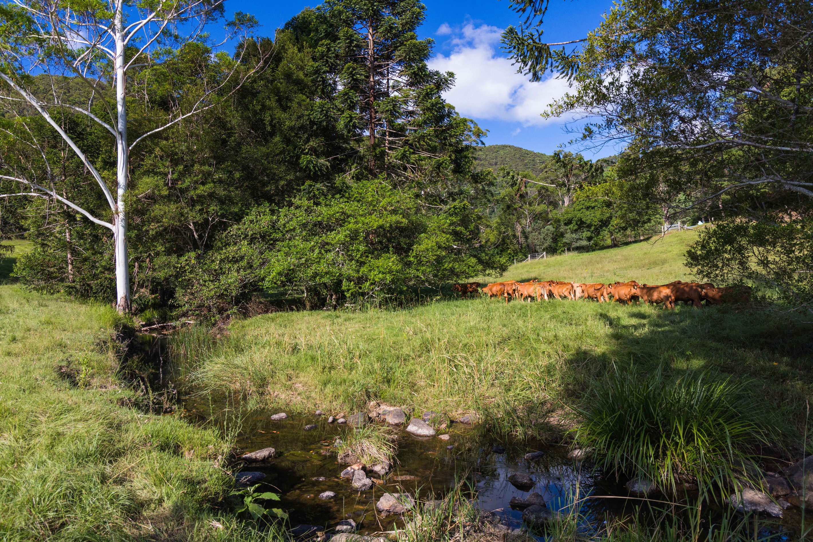 7 East Coolabine Road, Coolabine, QLD 4574