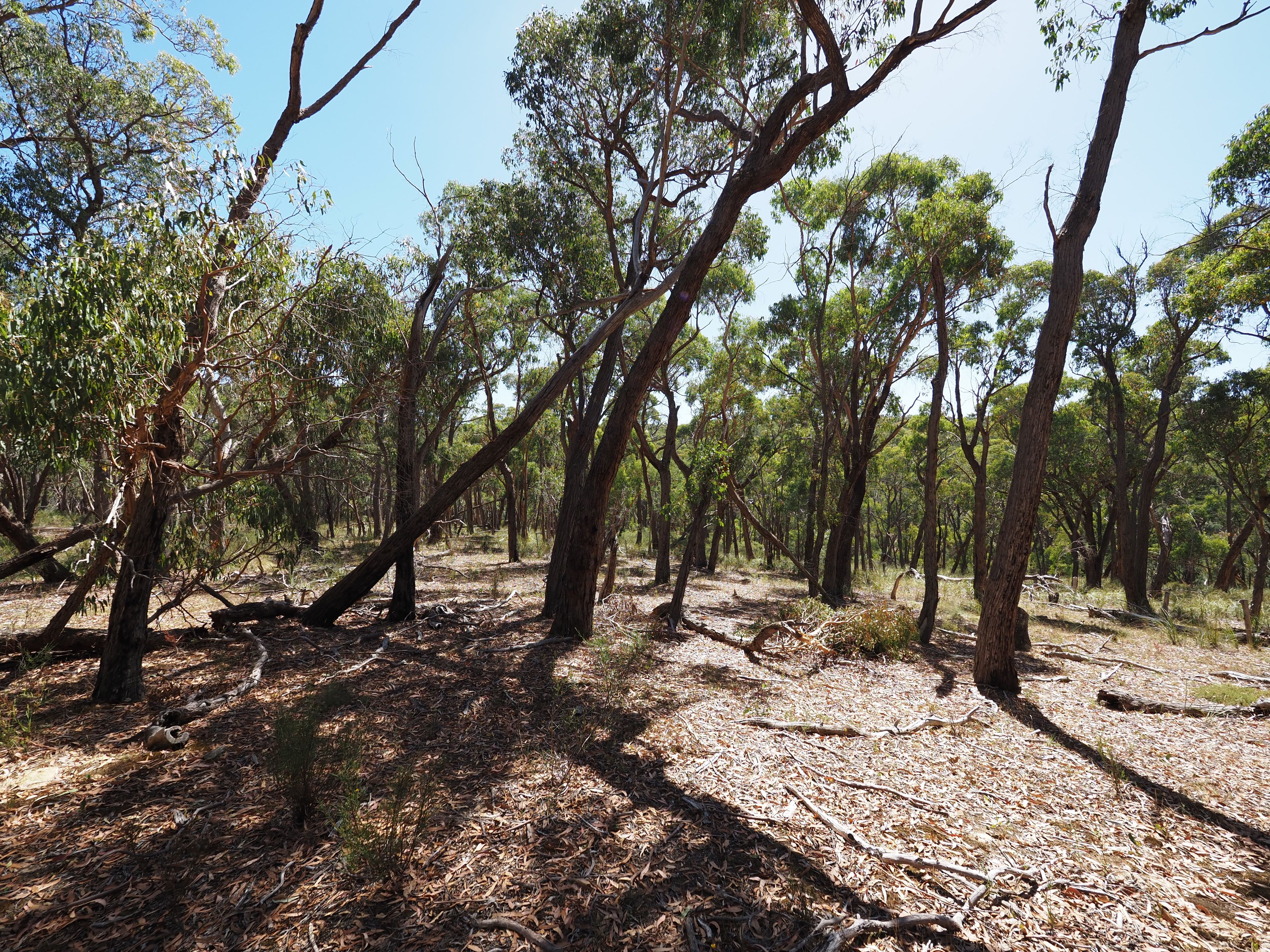 Lot 30 Tantaus Road, Dereel, VIC 3352