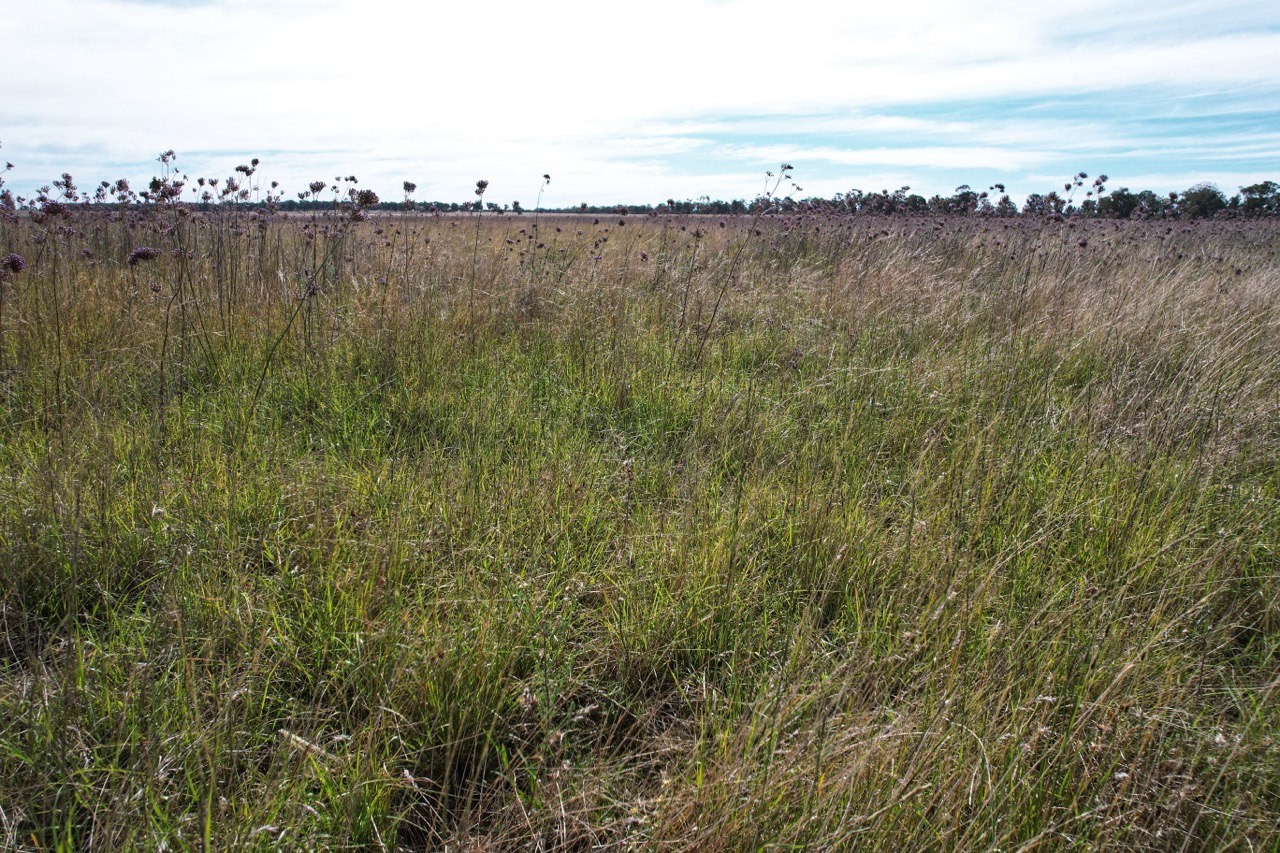 'Glen Ferrie' 179 Yambora Road, Tullamore, NSW 2874