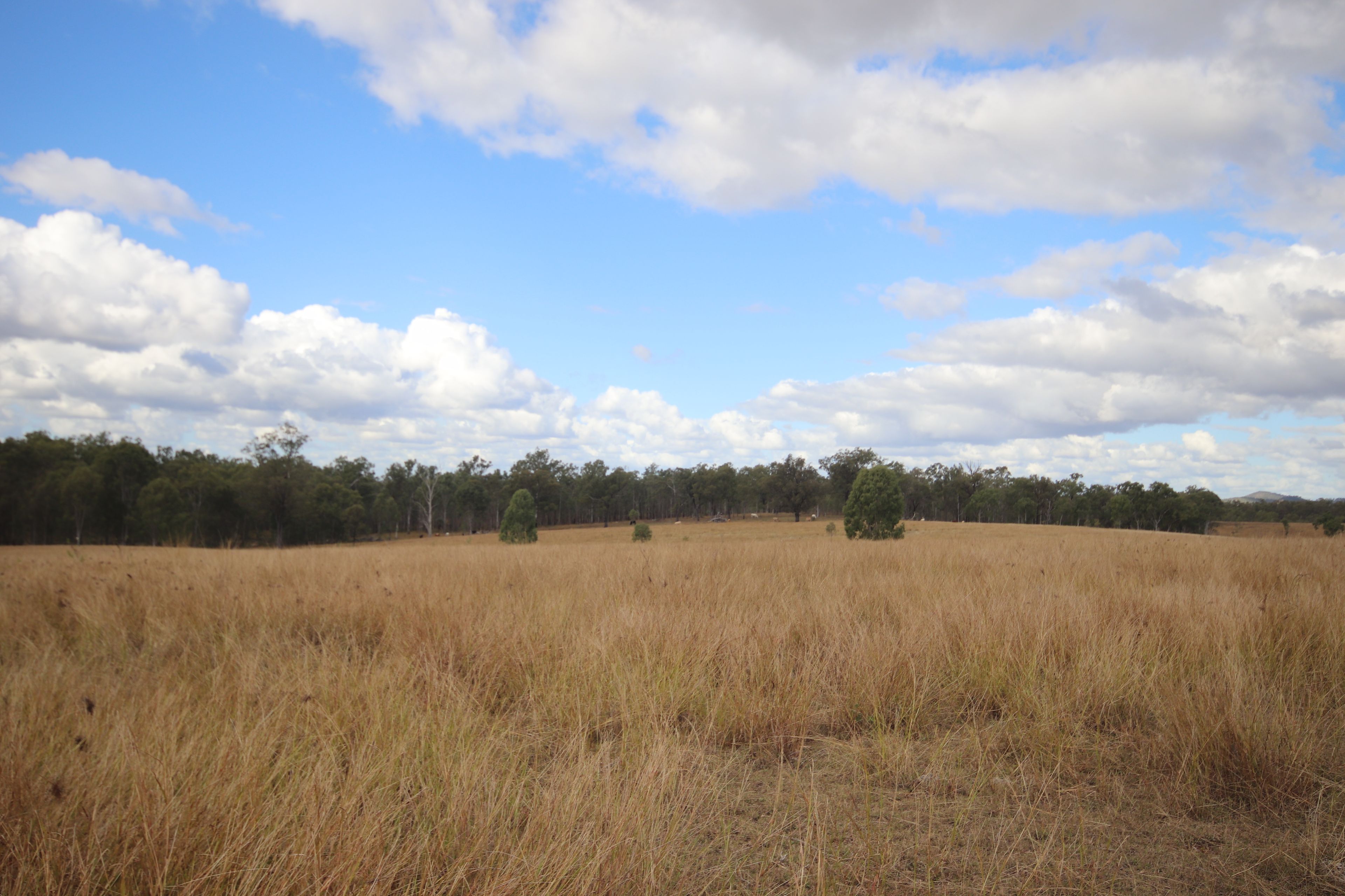 Lot 43 and Lot 50 Kalliwa Road, Mingo — photo 4 of 29