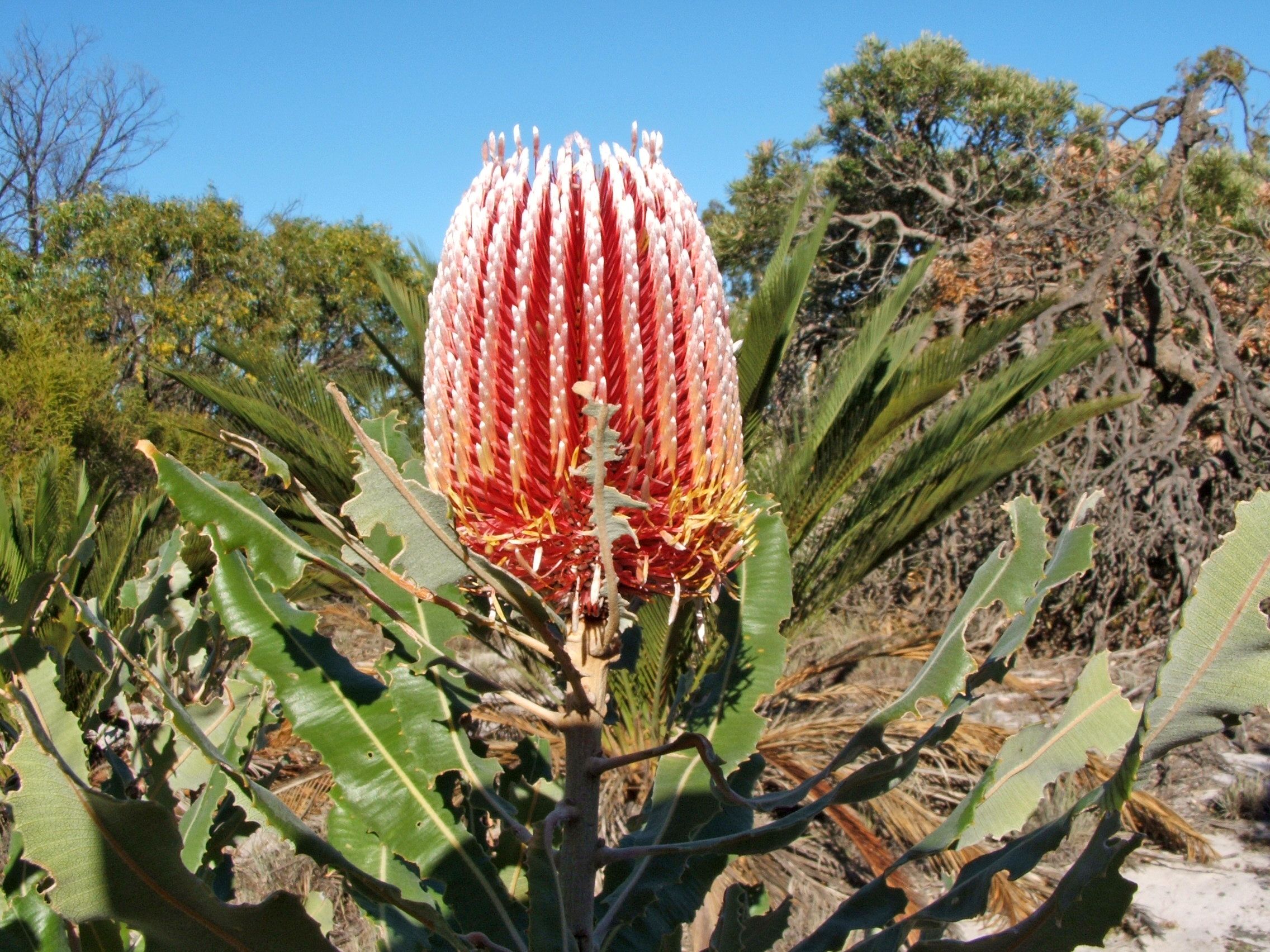 Lot 510 Cockleshell Gully Road, Jurien Bay, WA 6516