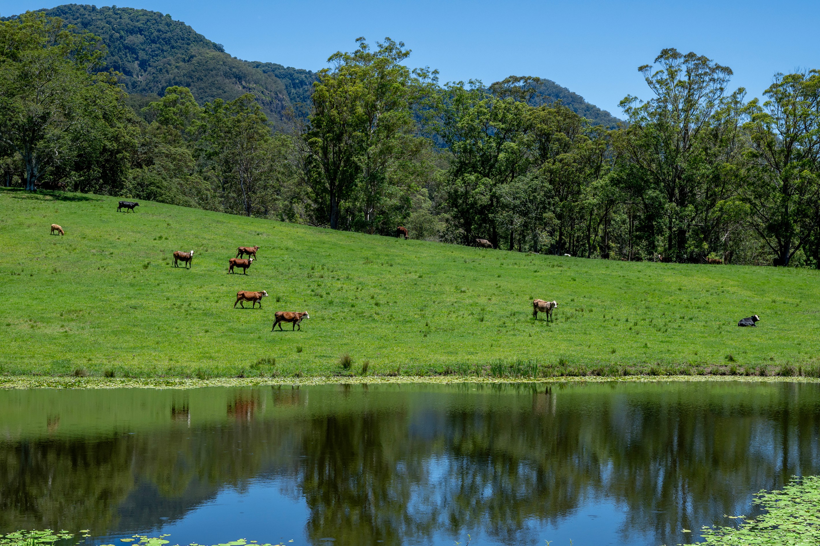 148 Pine Log Road, Doon Doon, NSW 2484