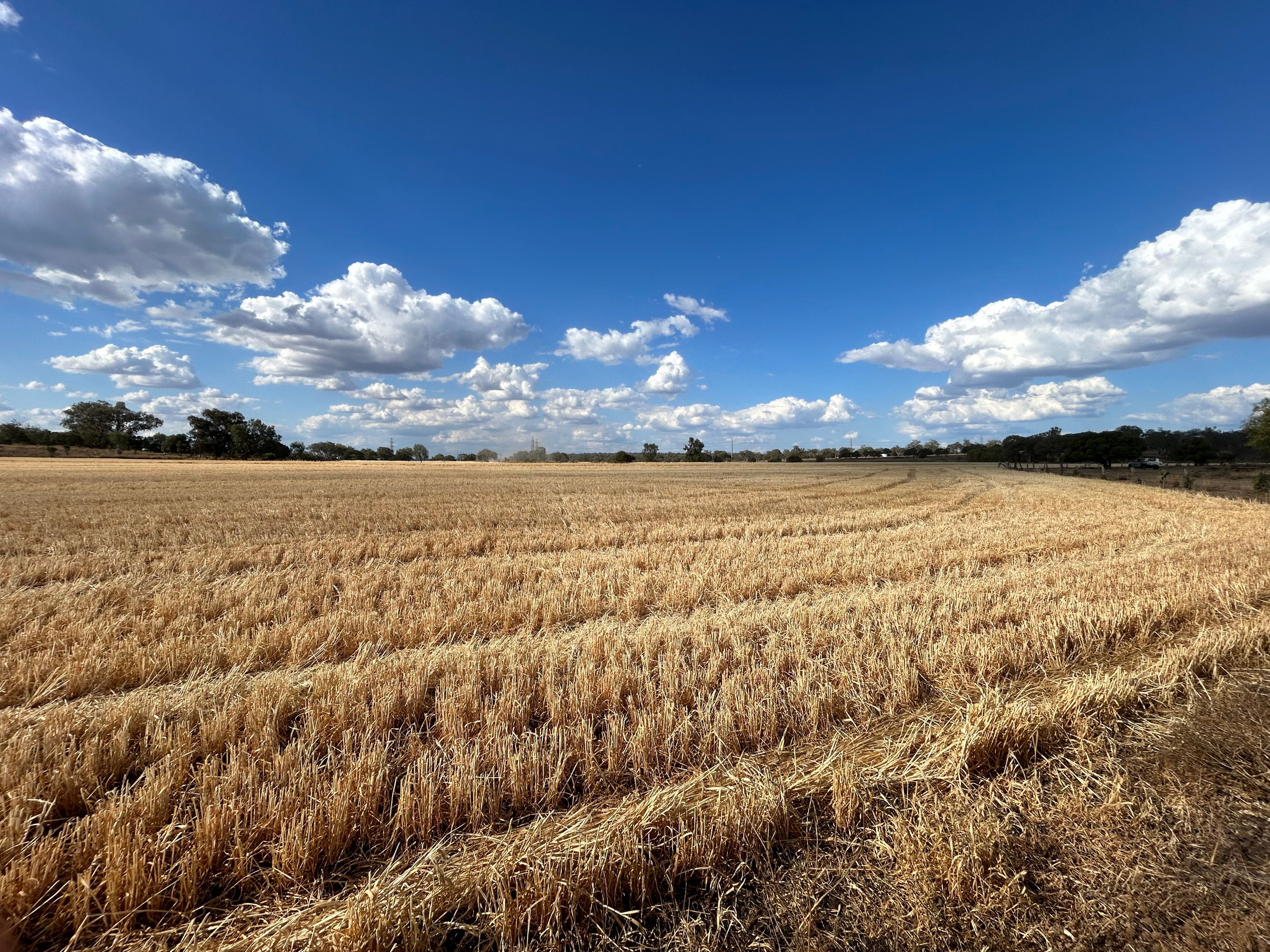Lot 1 & 2/768 OakeyPittsworth Road, Aubigny, QLD 4401 Rural Cropping