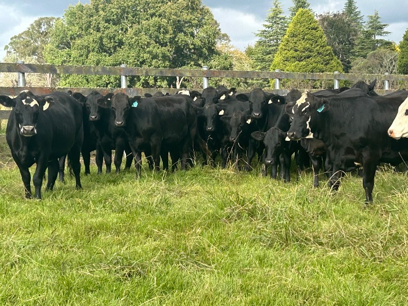 Parraweena Highlands Cattle Company, HERNANI, NSW 2453