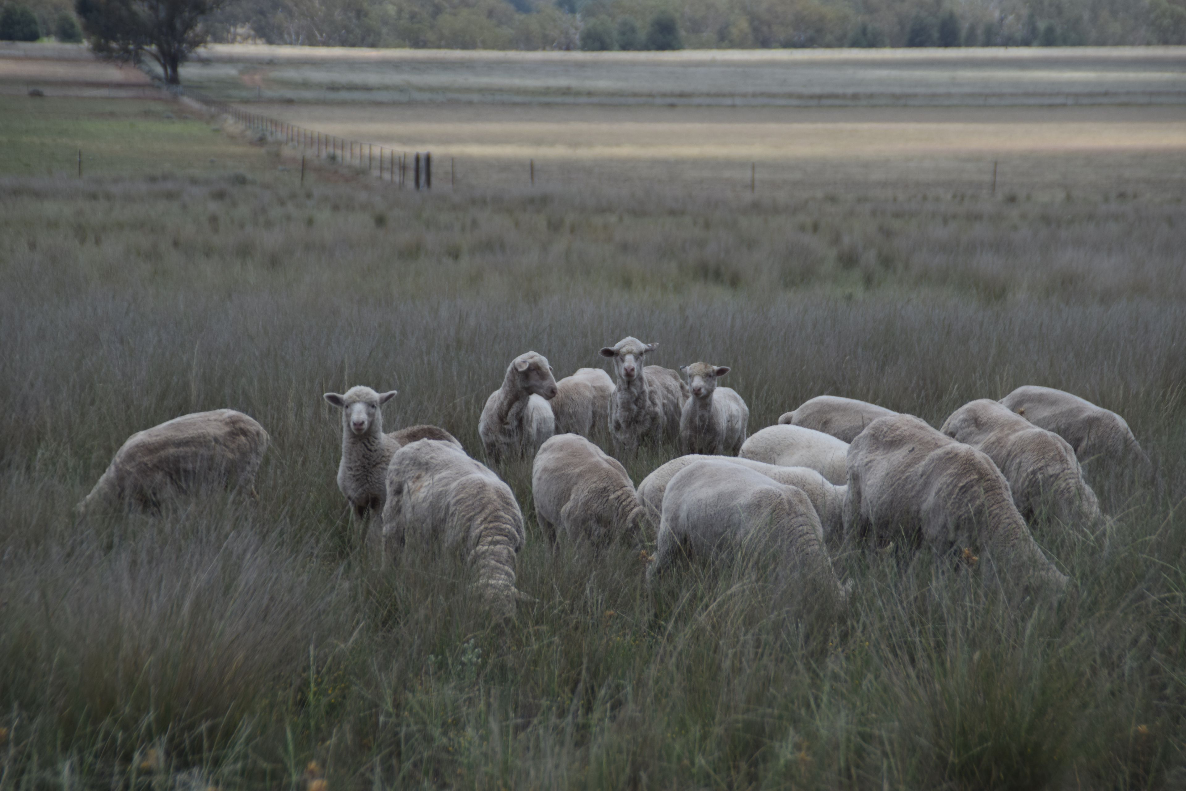 'Illapa' 238L Narromine Road — photo 4 of 30
