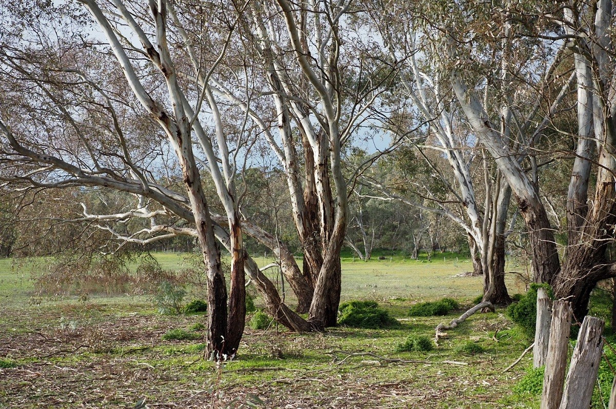 Lot 9 60 Caldwell Street, Heathcote, VIC 3523