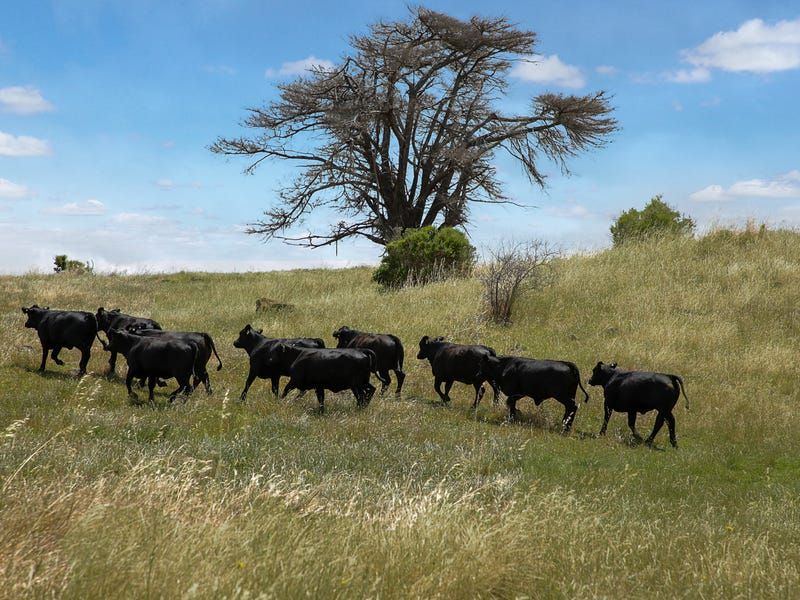 Lot 2 Cockerills Road, Dreeite, VIC 3249