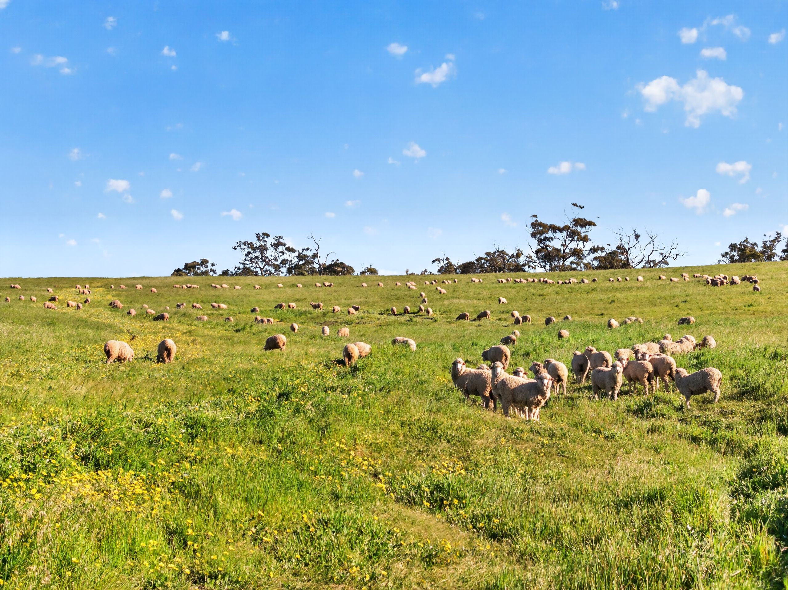 'Woolshed' Kelly Road — photo 3 of 9