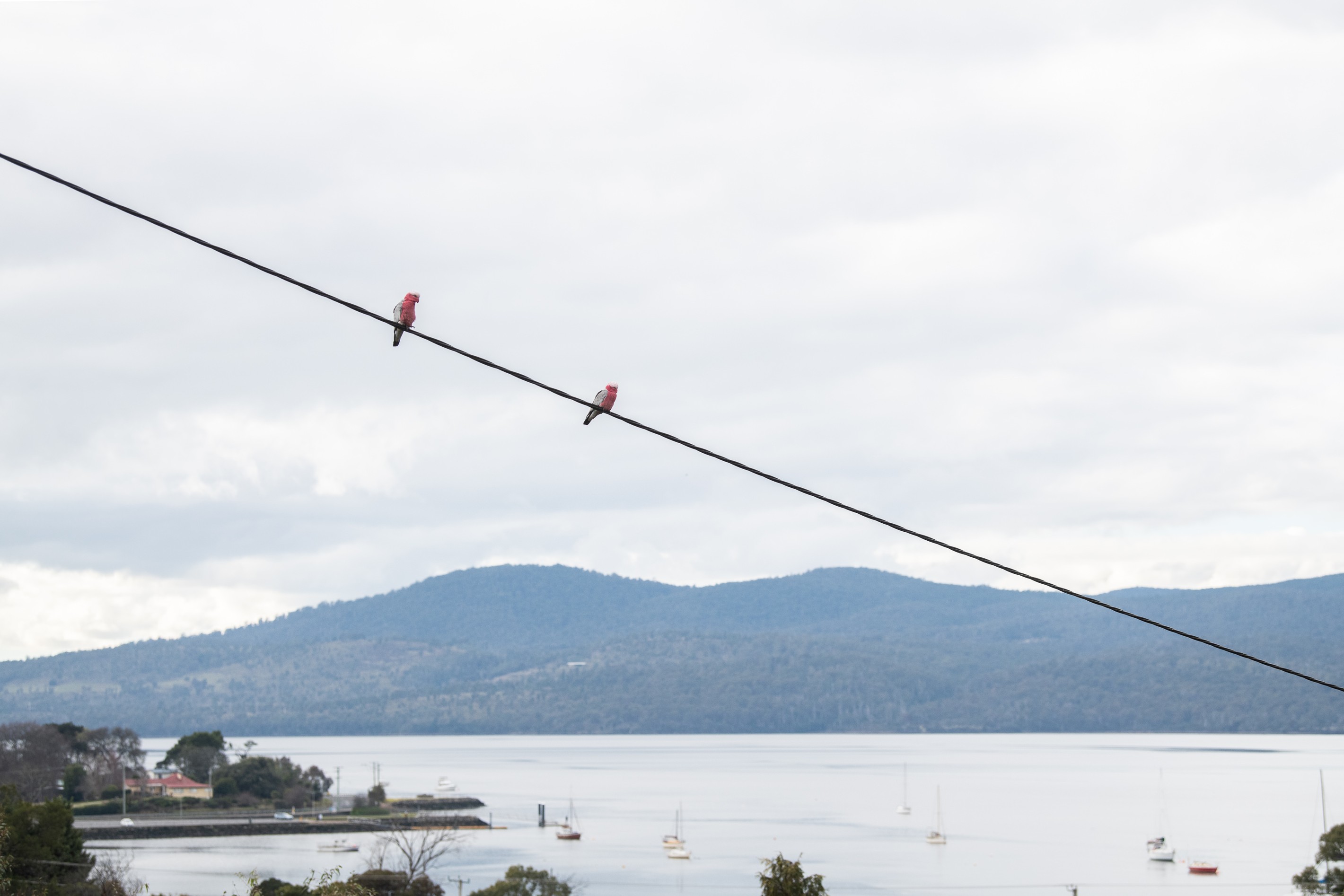 151 Gravelly Beach Road, Blackwall, TAS 7275