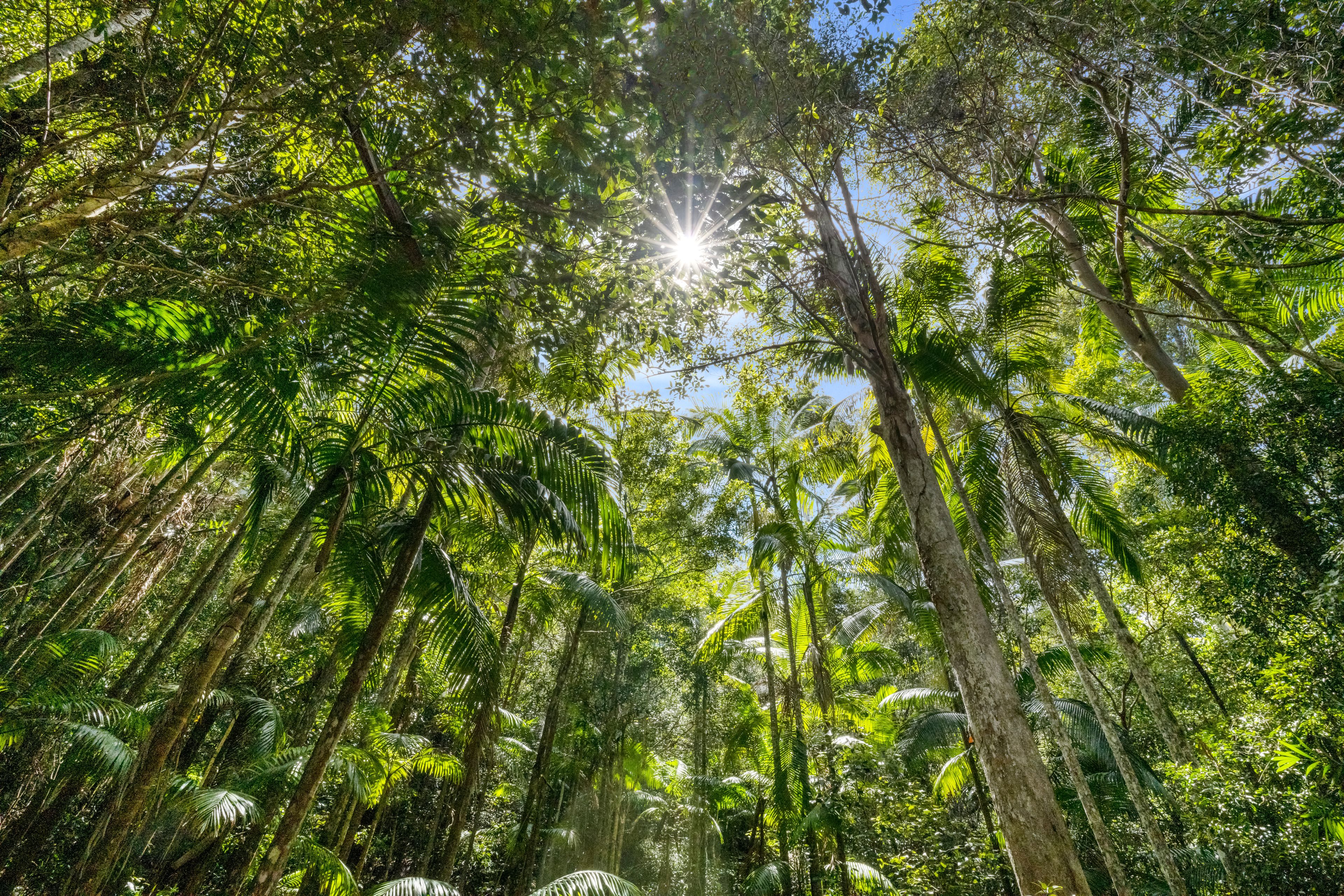 1278 Tyalgum Road, Tyalgum, NSW 2484 Sold Rural Lifestyle Property