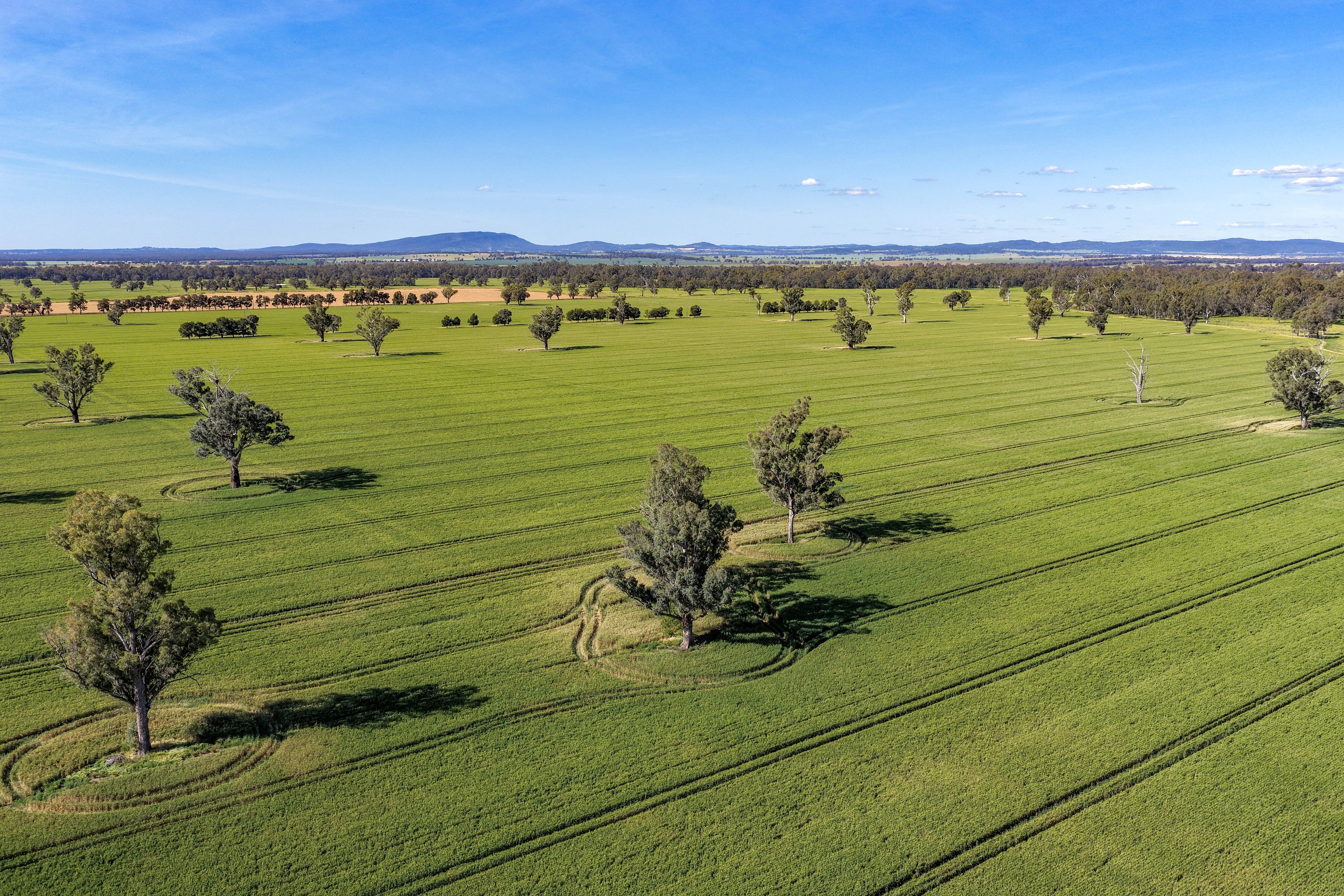 84 Ercildoune Lane, Forbes, NSW 2871