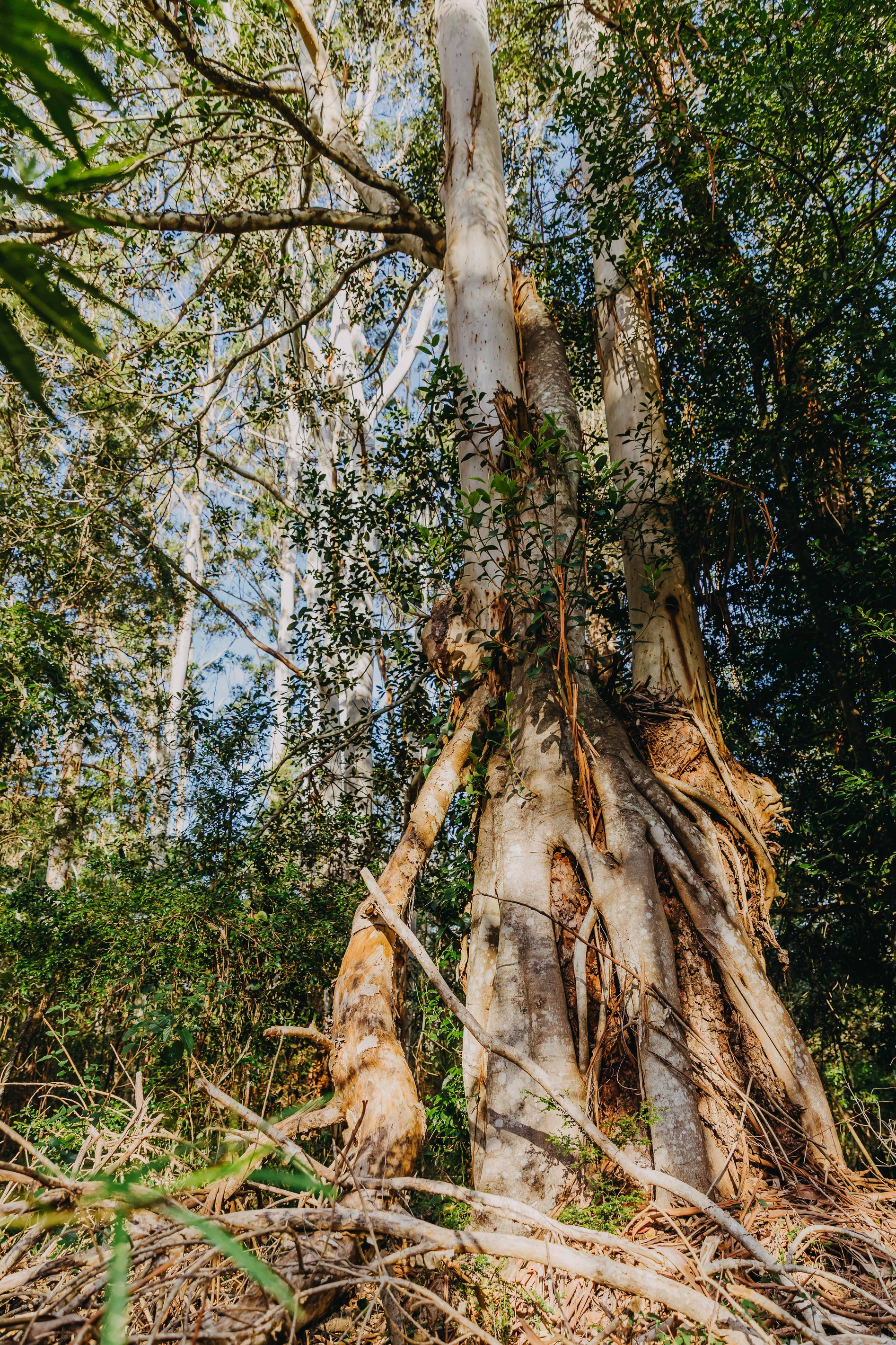 23 Uffington Road, Duns Creek, NSW 2321