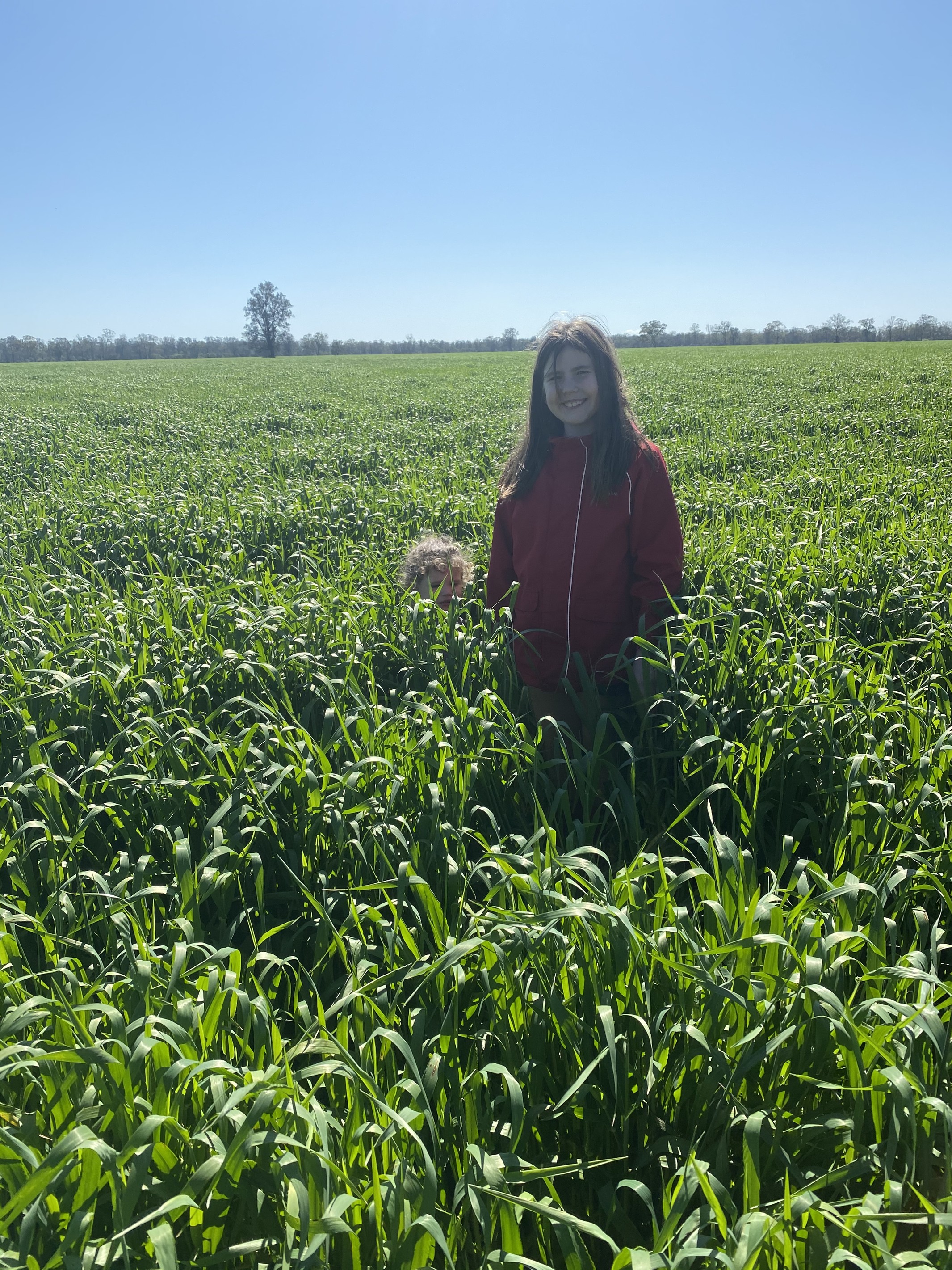 'The Pines' 211 Dicks Camp Road, Collie, NSW 2827