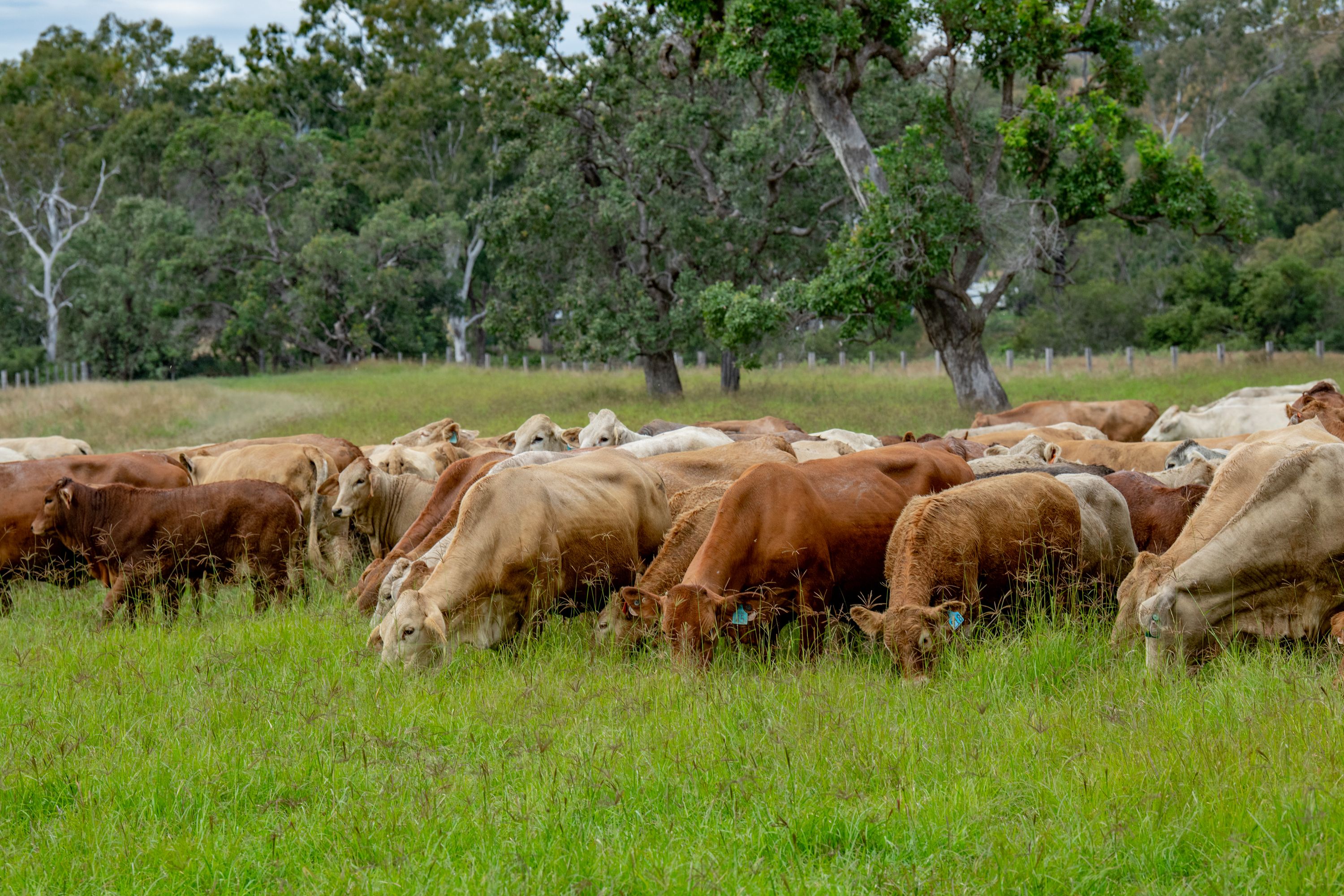 Ray White Rural Queensland
