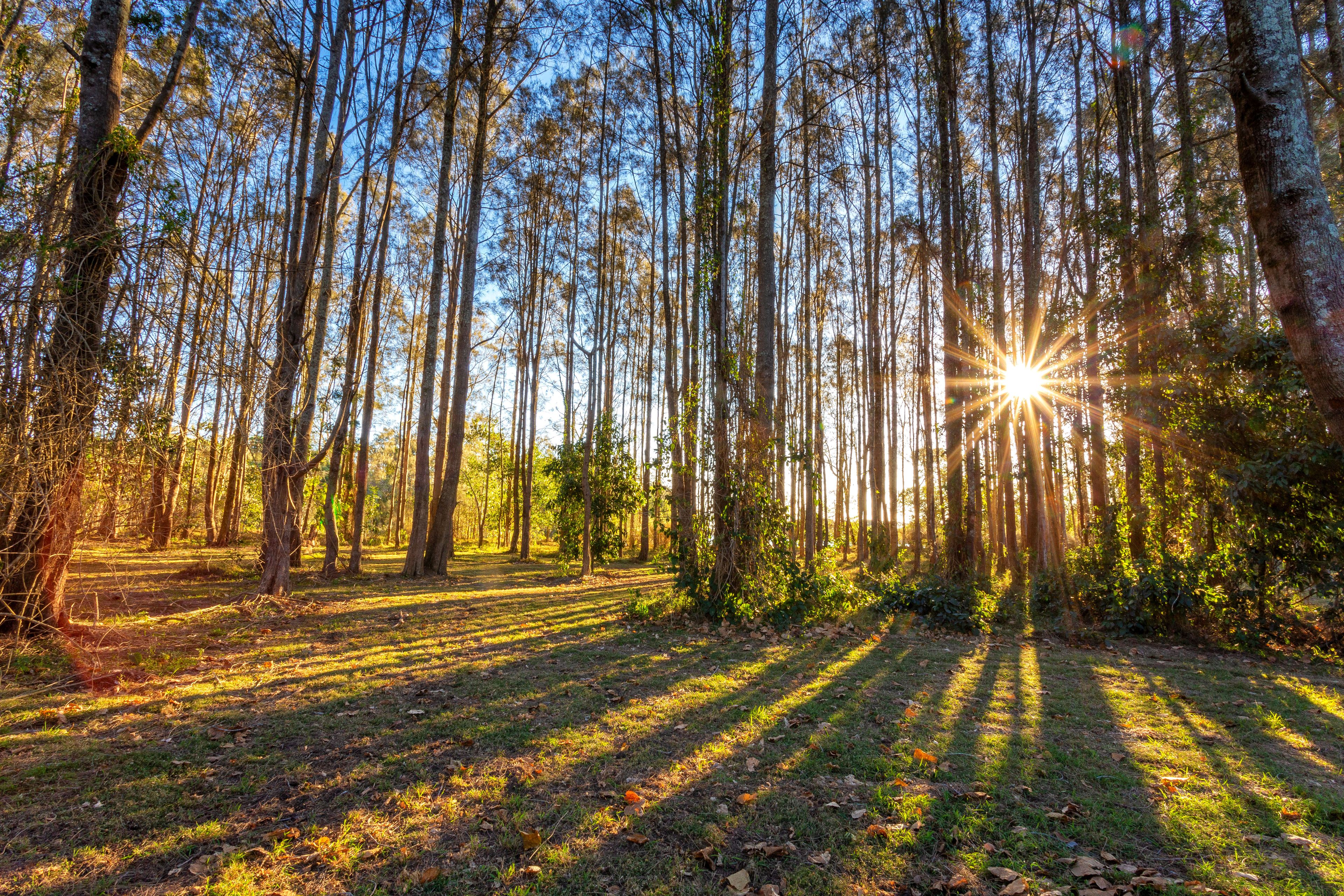 16 Cabbage Tree Island, Old Bar, NSW Rural Rural Sold