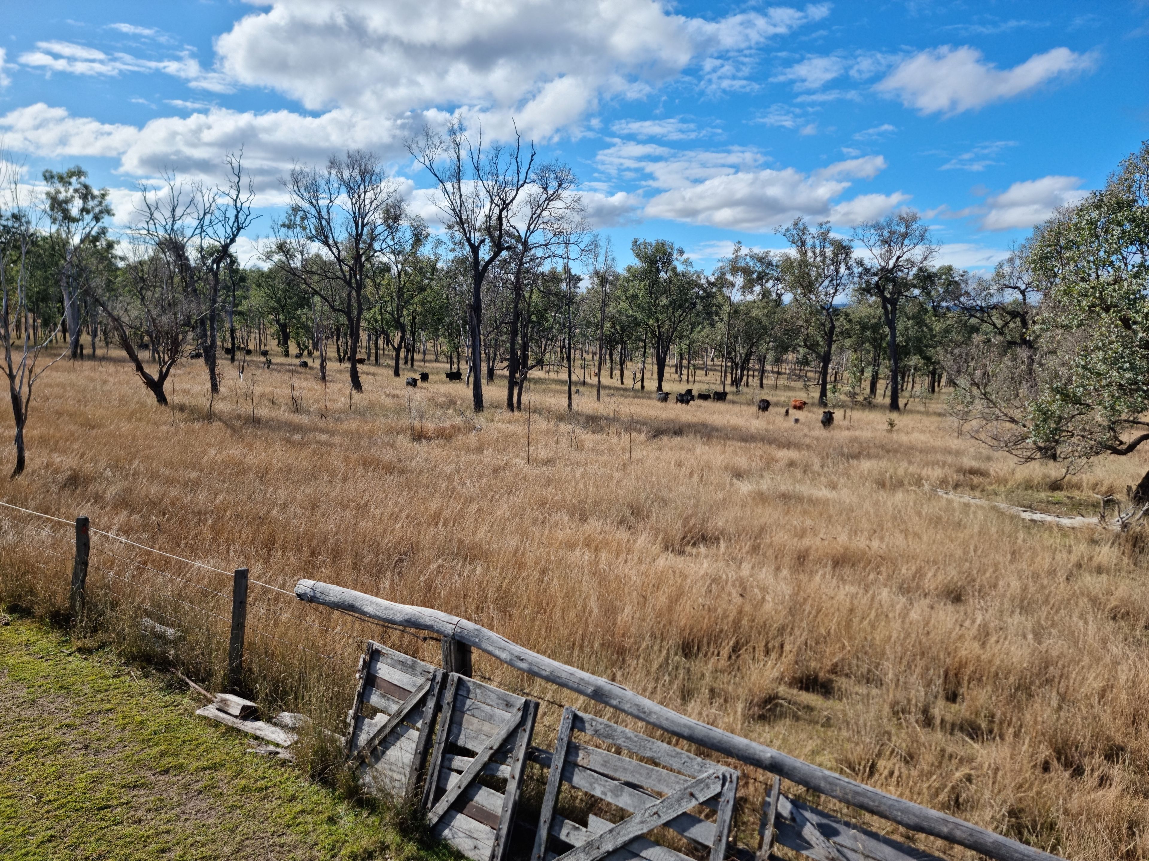 "Another Great Sale by Ian Newson Ray White Mundubbera" LOT 1