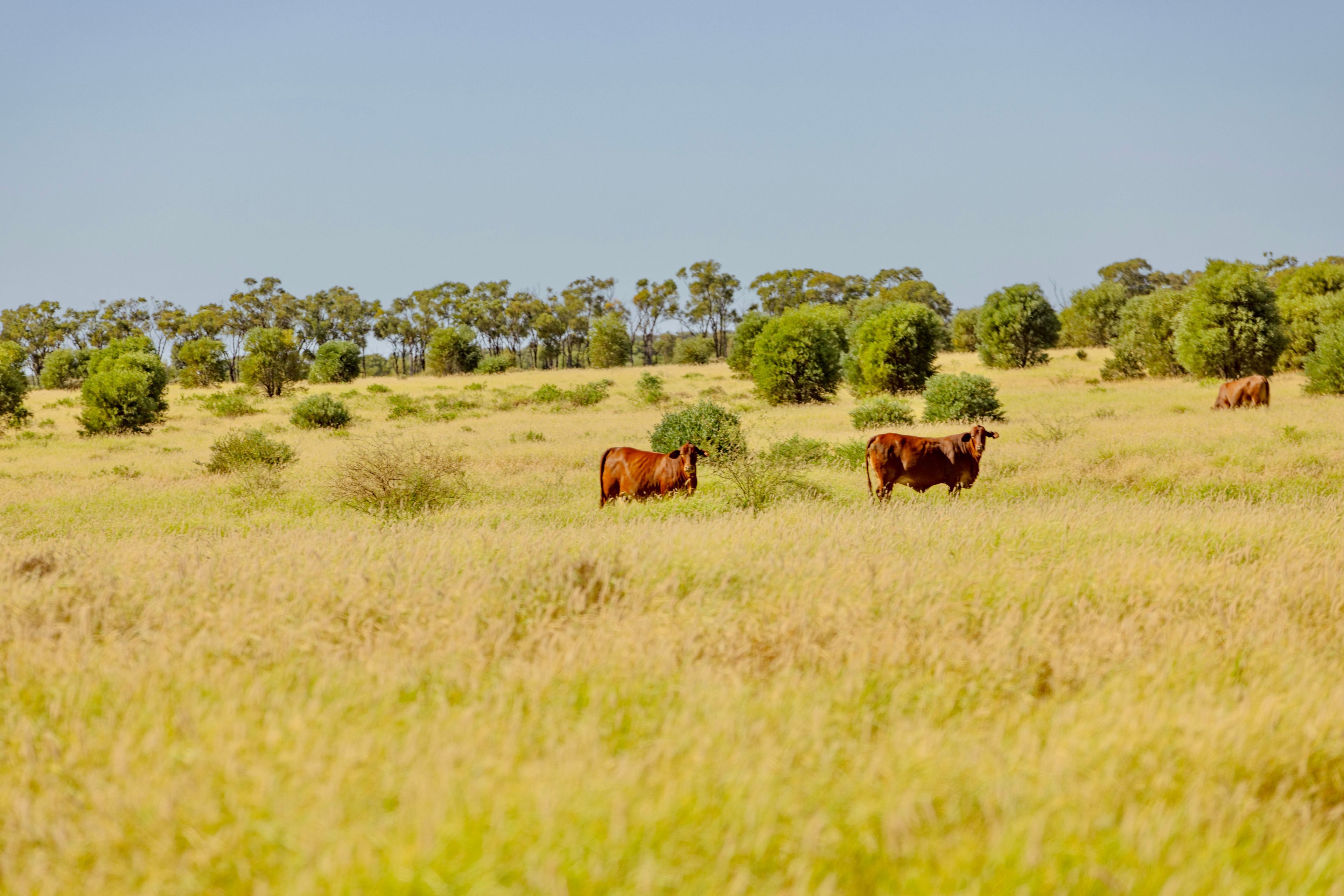 "Gowan" 6735 Adavale Road, Blackall, QLD 4472 Rural Livestock Property for Sale Ray White