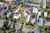 10 Wildberry Street photo 16