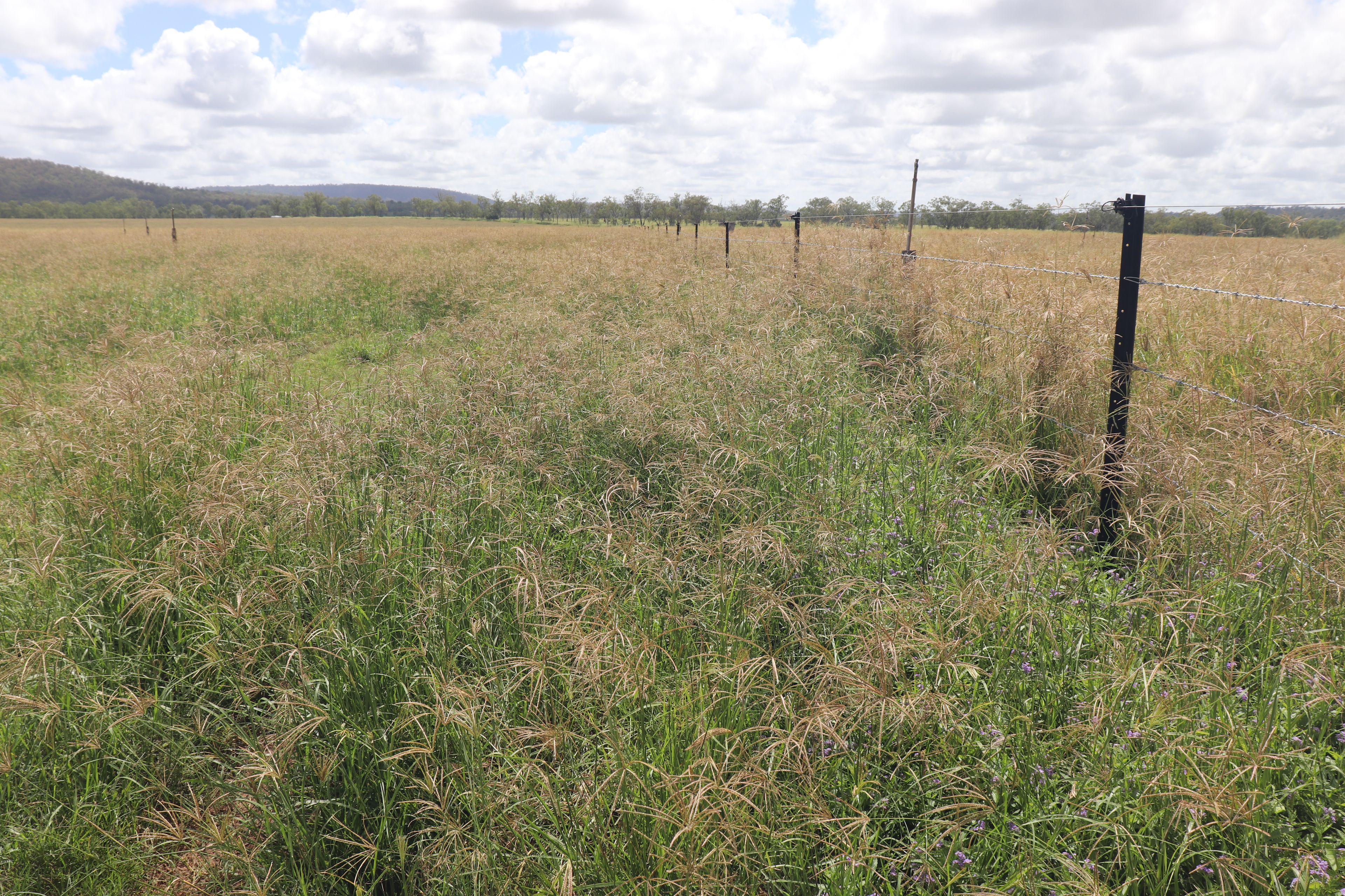 296 O'Bil Bil Road, Malmoe, Eidsvold, QLD 4627 Rural Property for