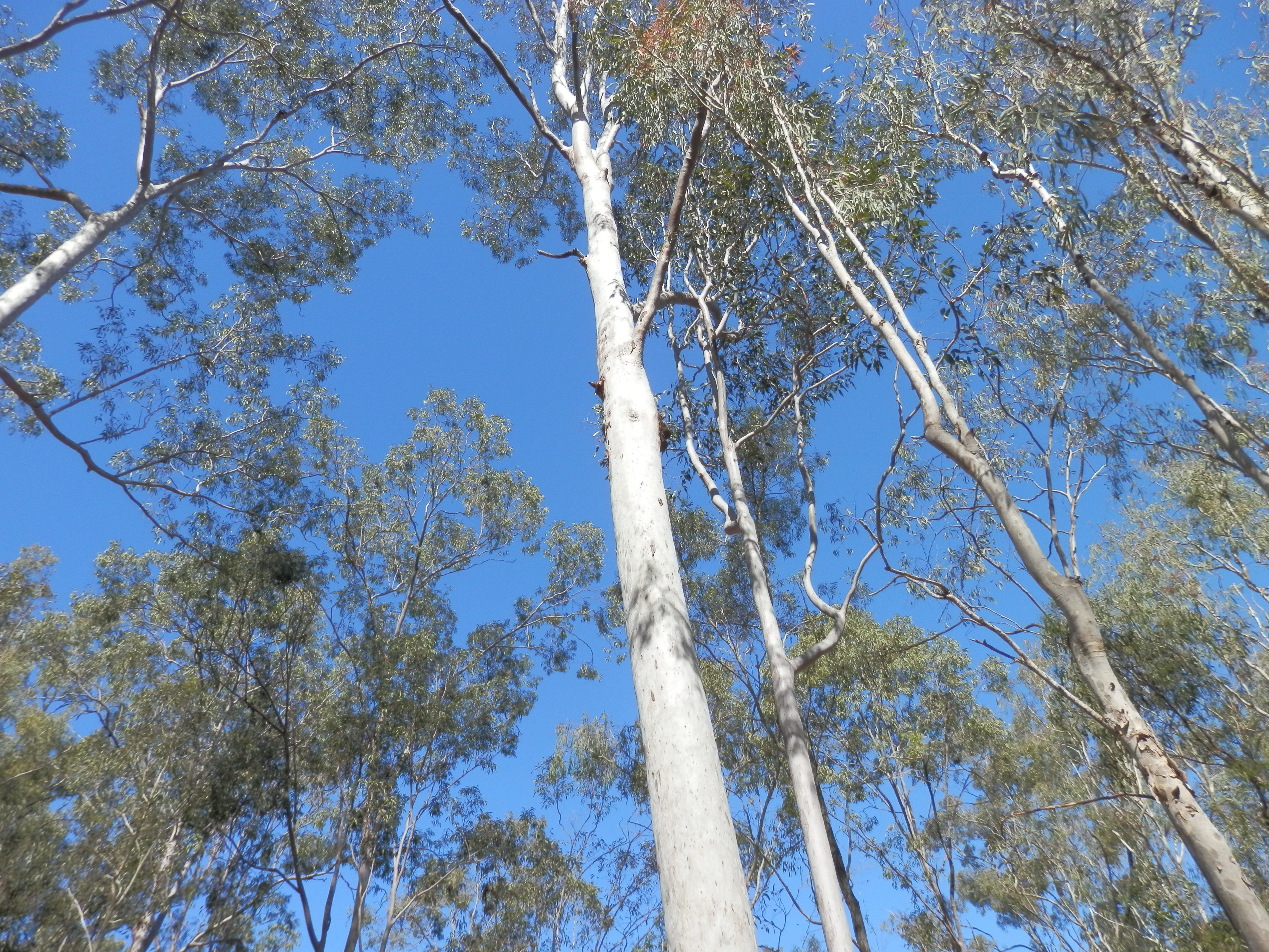 Lot 220 Rifle Range Road, Deebing Heights, QLD 4306