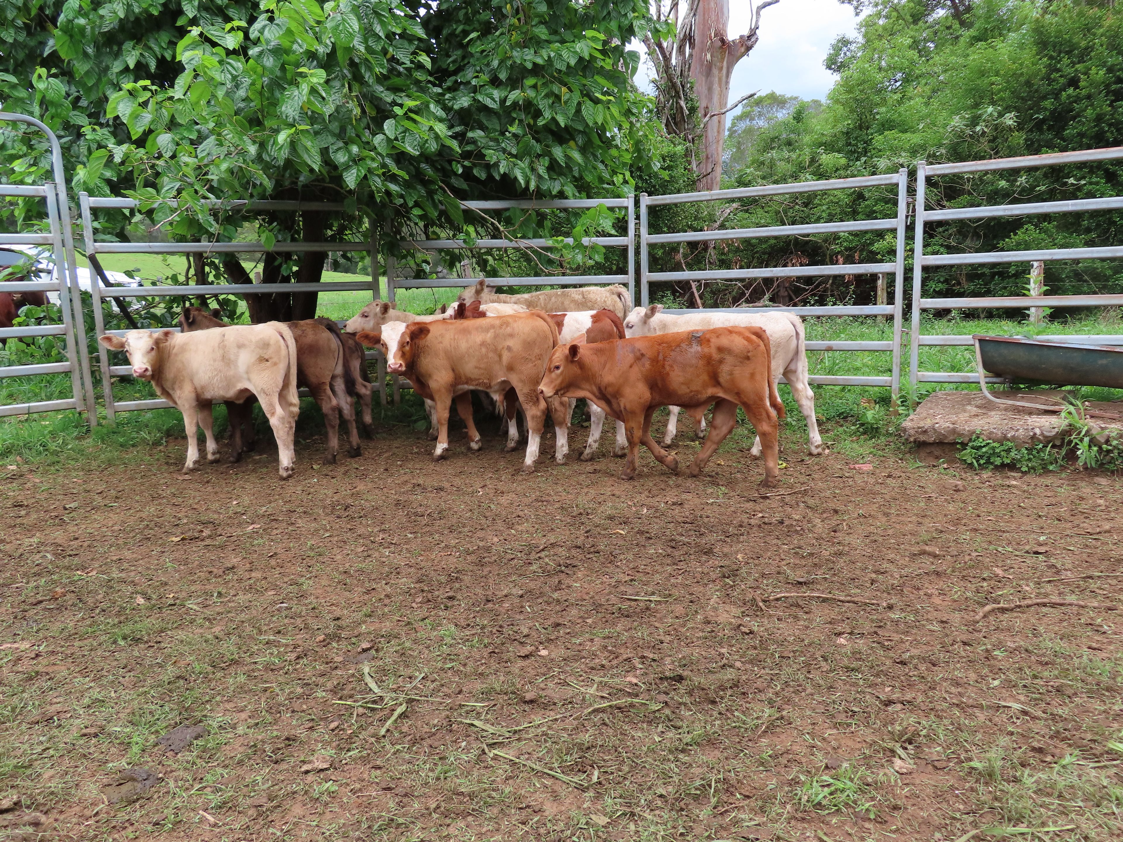 B T Grazing, Gleniffer, NSW 2454